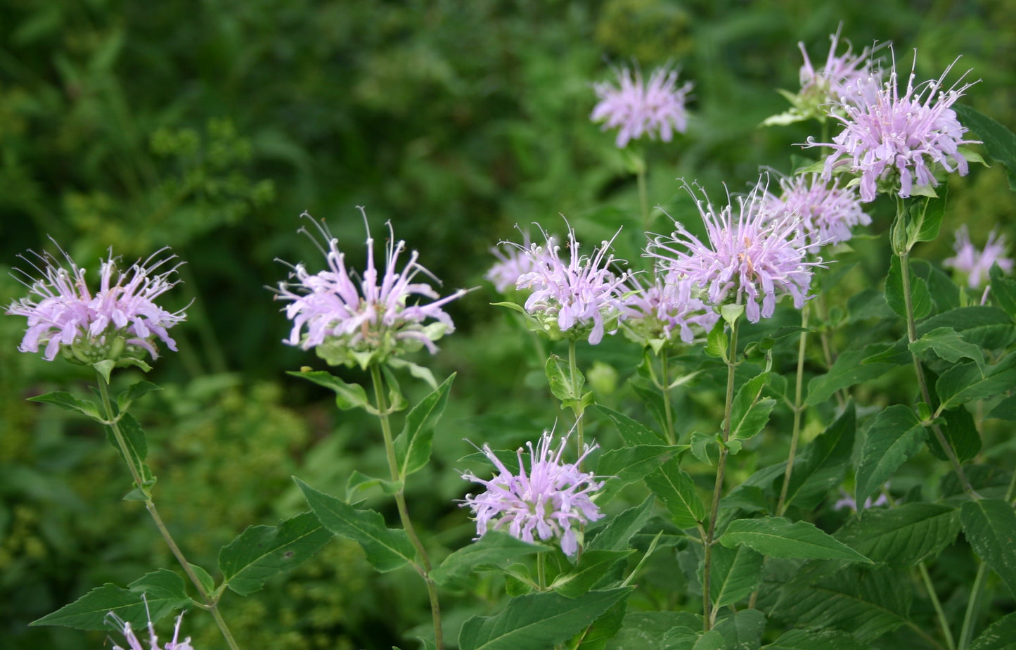 Monarda Fistulosa ‘Wild Bergamot’