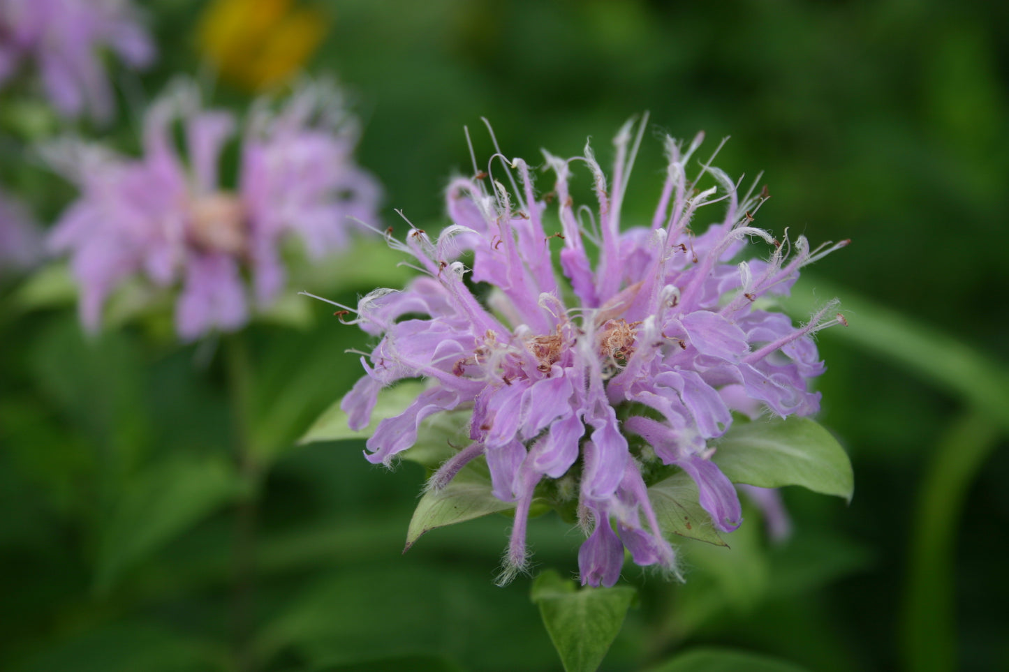 Monarda Fistulosa ‘Wild Bergamot’