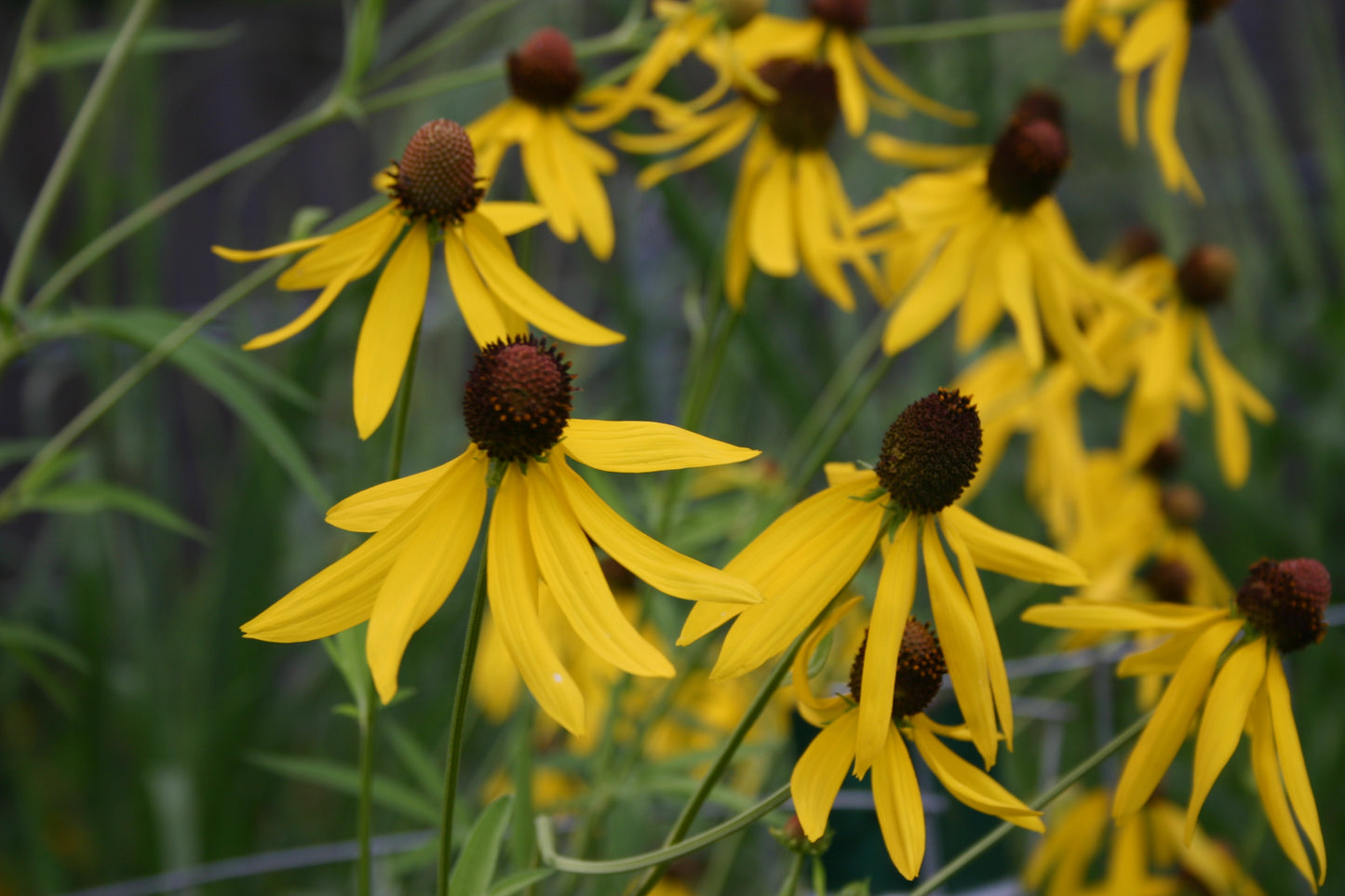 Ratibida pinnata ‘Yellow Coneflower'