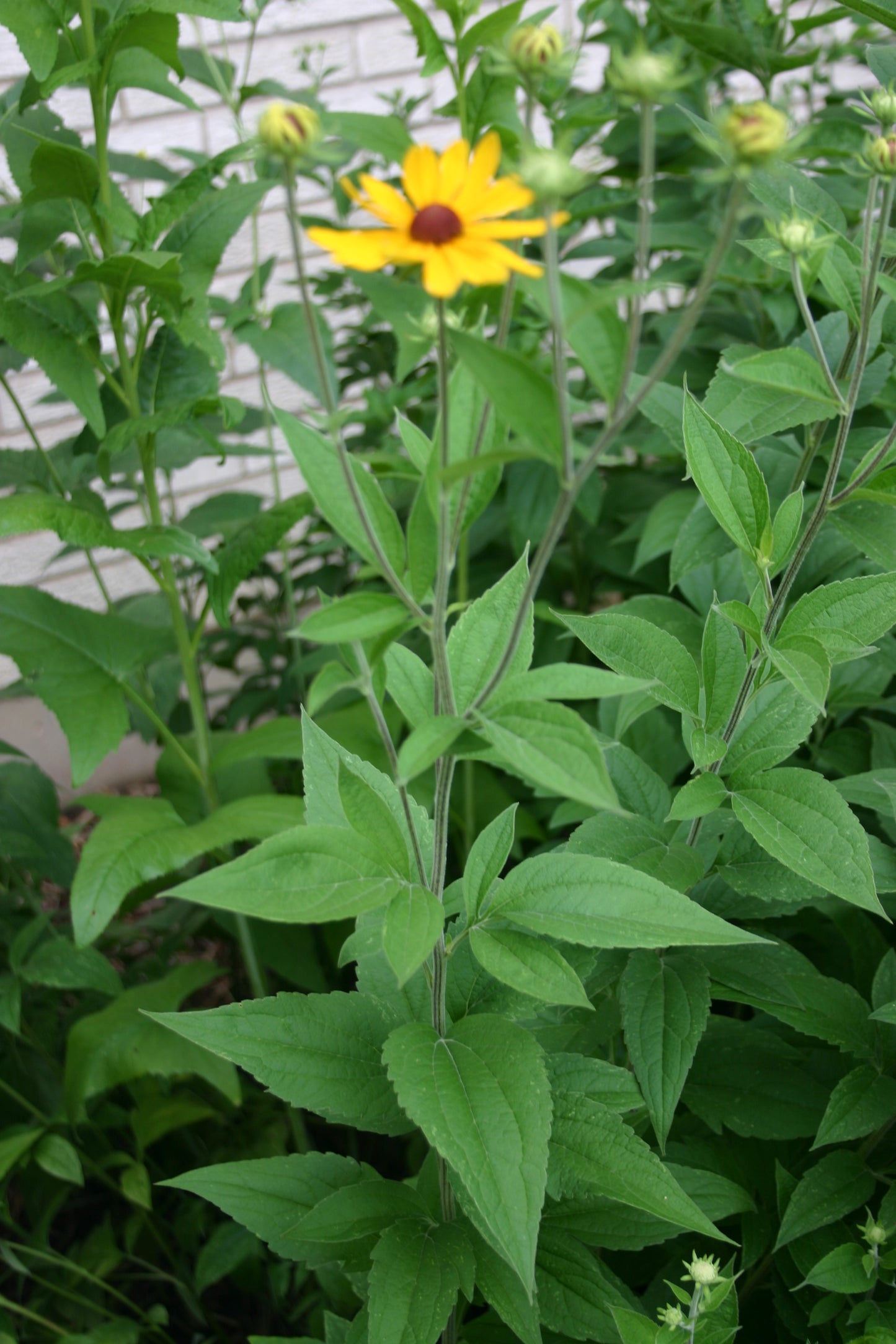 Rudbeckia subtomentosa ‘Sweet black-eyed susan’