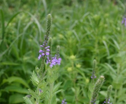 Verbena stricta 'Hoary Vervain'