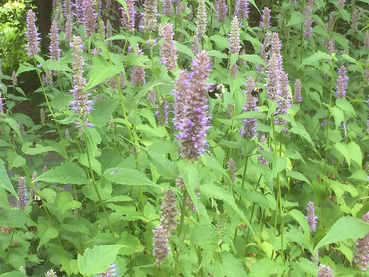 Agastache foeniculum 'Anise Hyssop'