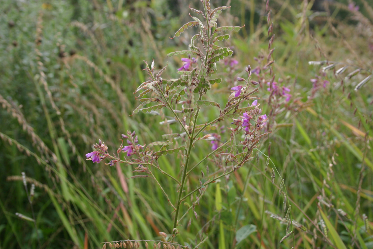 Desmodium canadense 'Showy Tick Trefoil'
