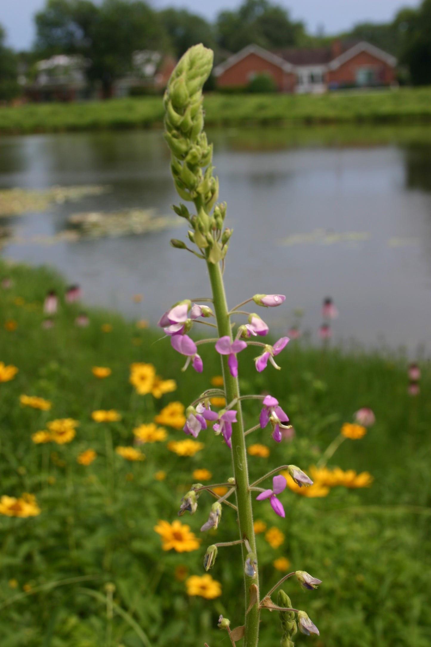 Desmodium canadense 'Showy Tick Trefoil'