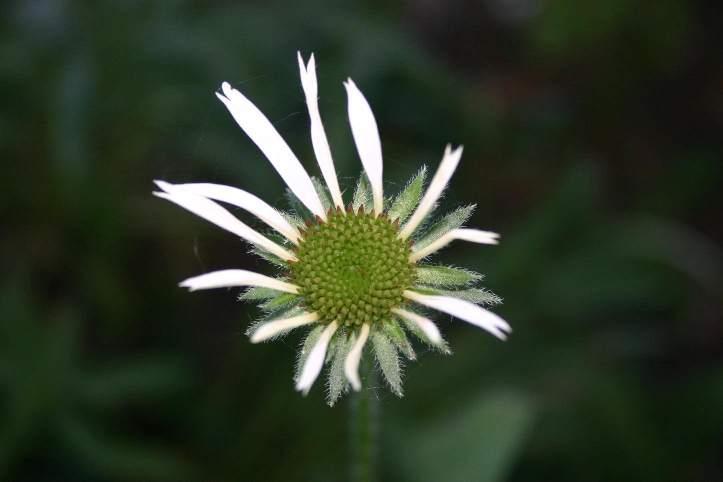 Echinacea pallida 'Pale Purple Coneflower'