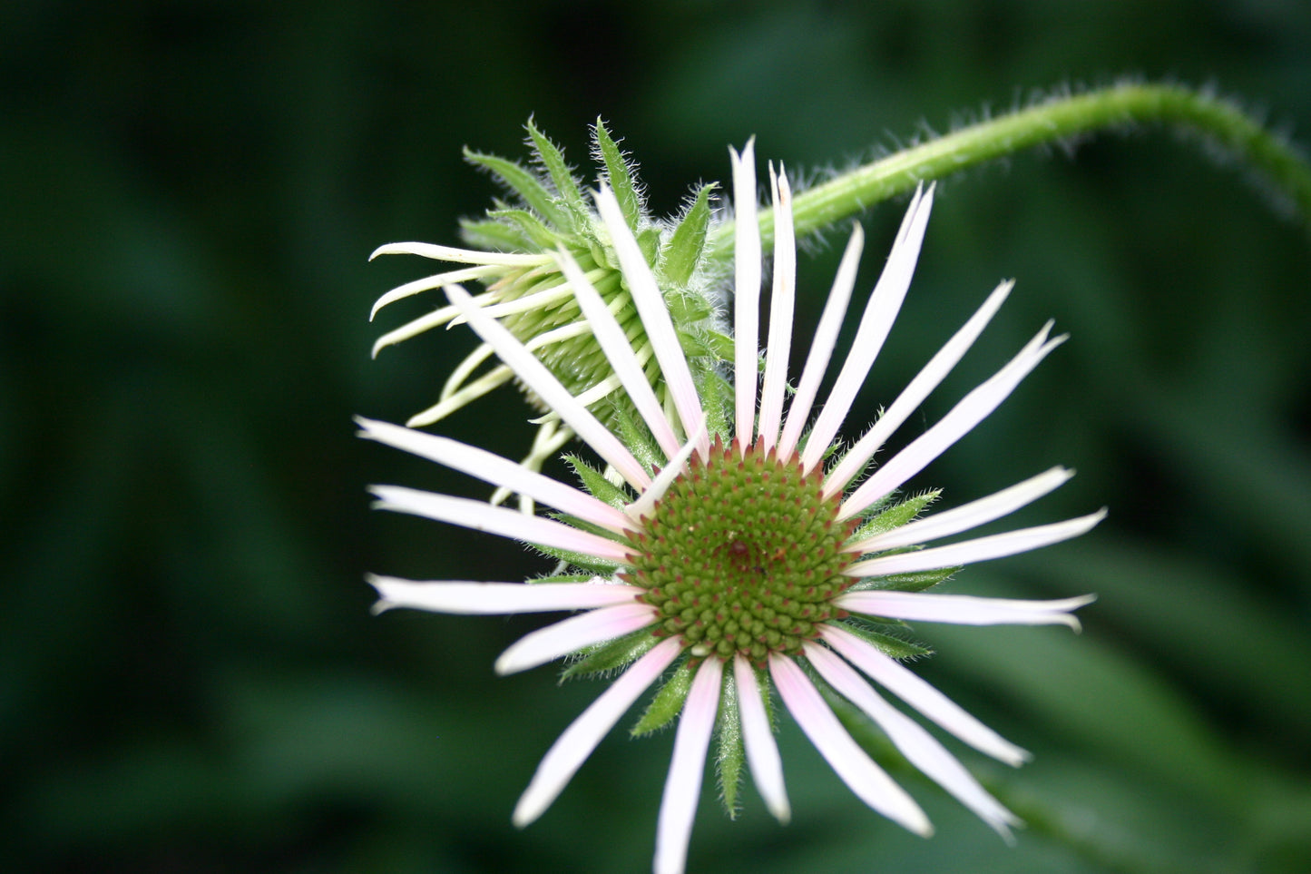 Echinacea pallida 'Pale Purple Coneflower'