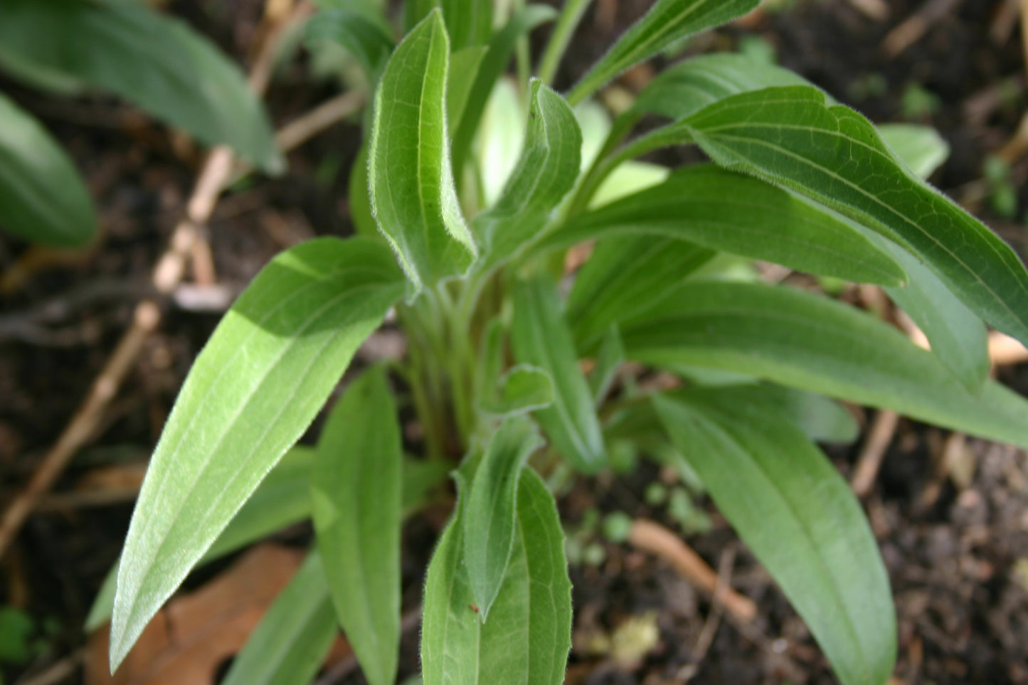 Echinacea pallida 'Pale Purple Coneflower'