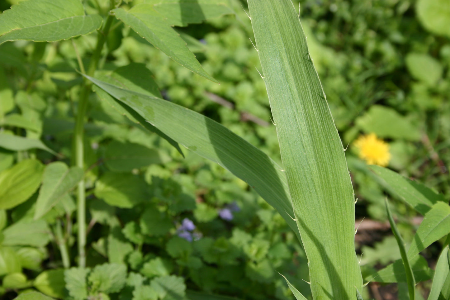 Eryngium yuccifolium 'Rattlesnake Master'