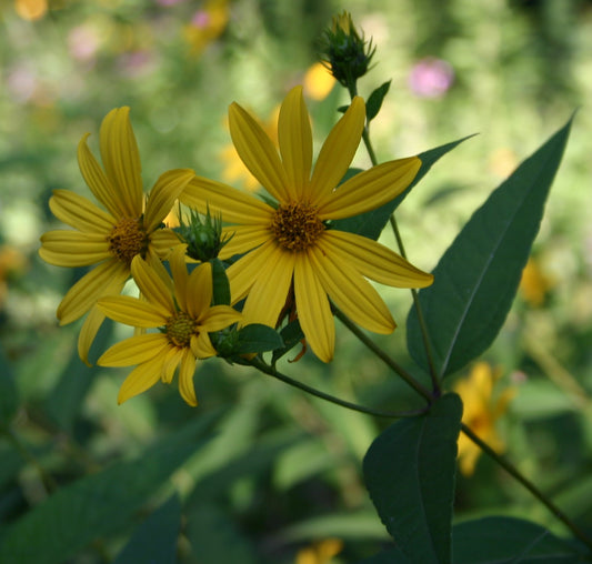 Heliopsis helianthoides 'early sunflower'