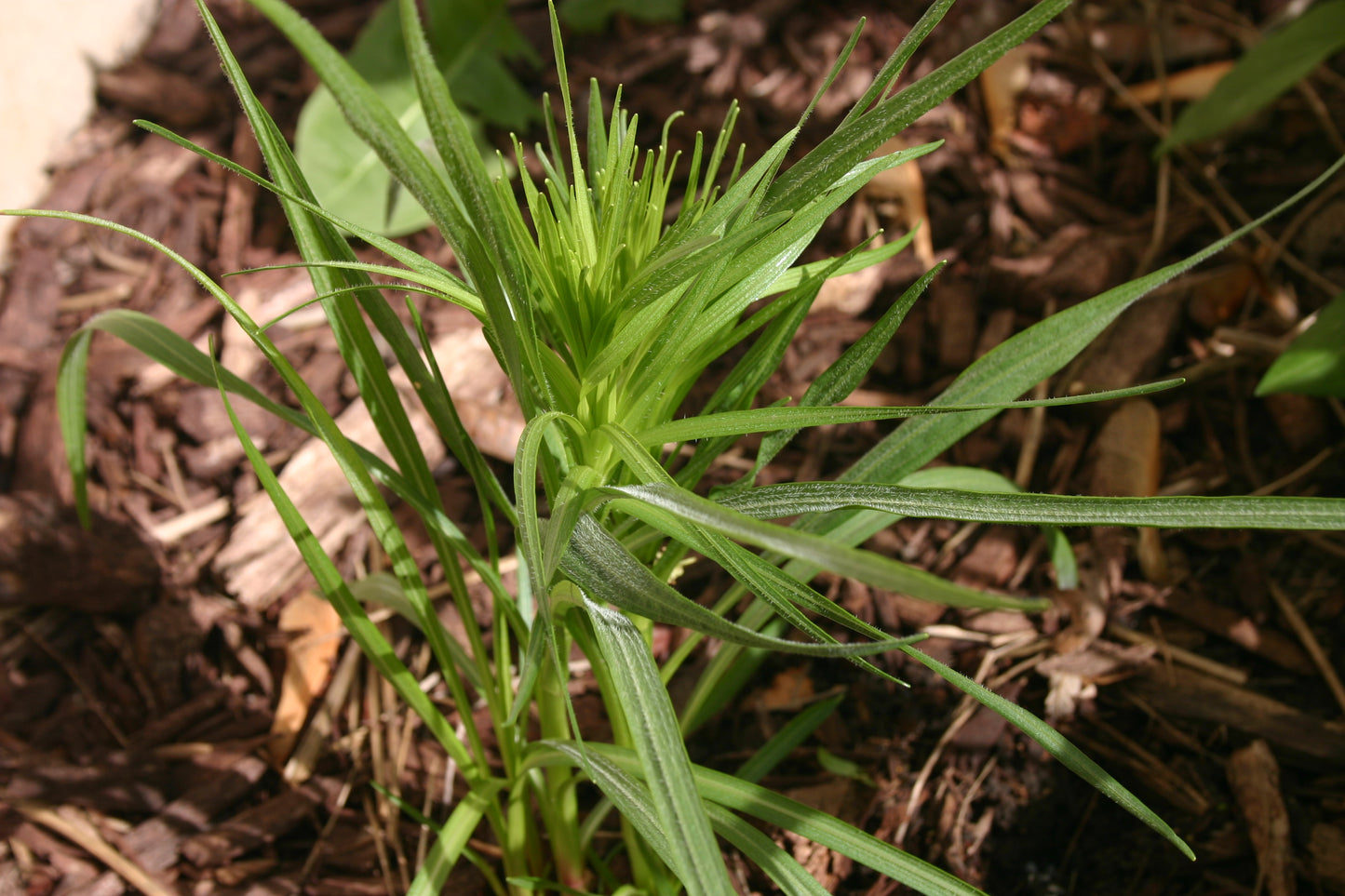 Liatris pycnostachya 'Prairie Blazing Star'