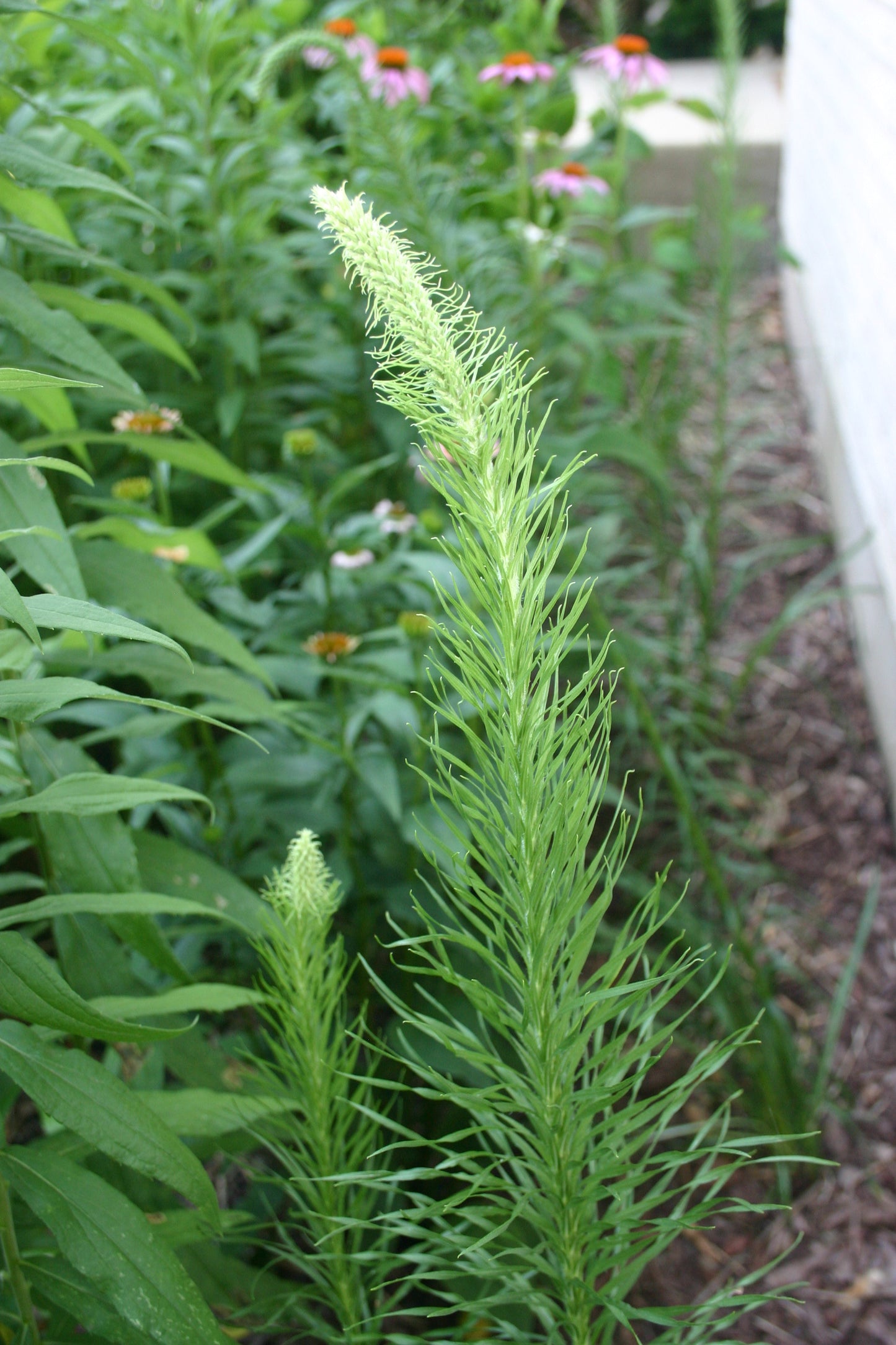 Liatris pycnostachya 'Prairie Blazing Star'