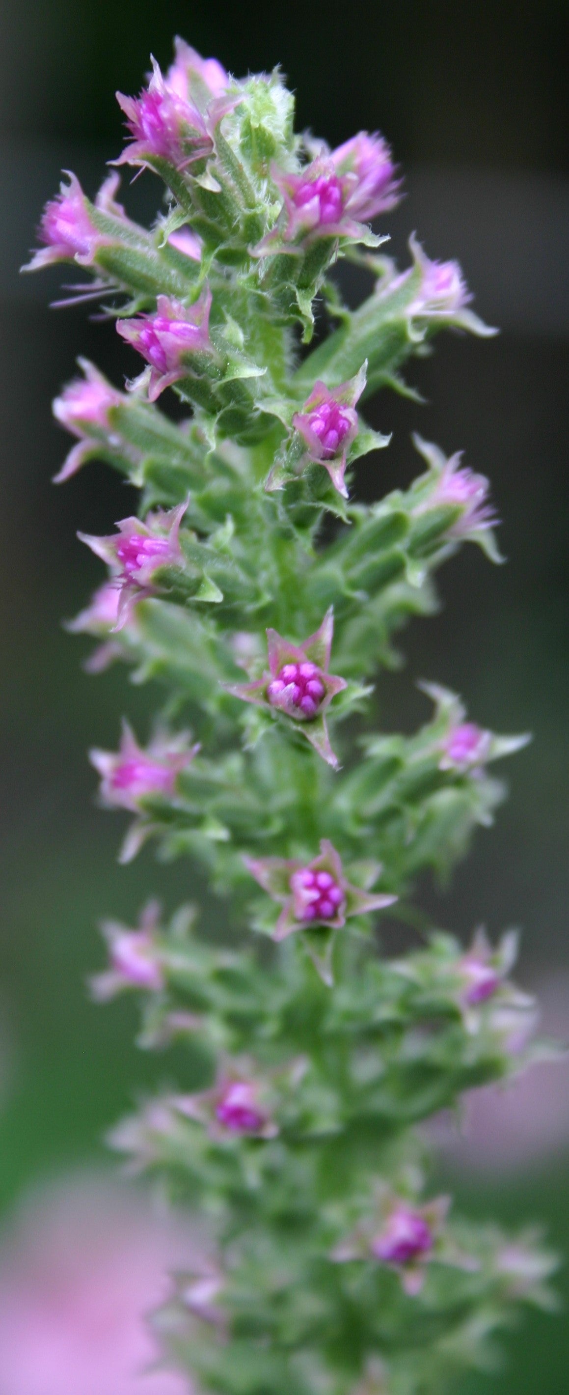 Liatris pycnostachya 'Prairie Blazing Star'