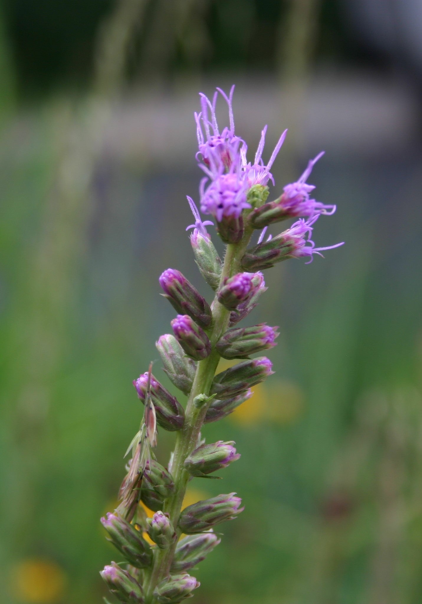 Liatris pycnostachya 'Prairie Blazing Star'