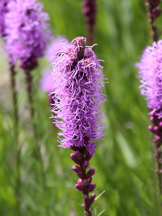 Liatris spicata 'Dense Blazing Star'