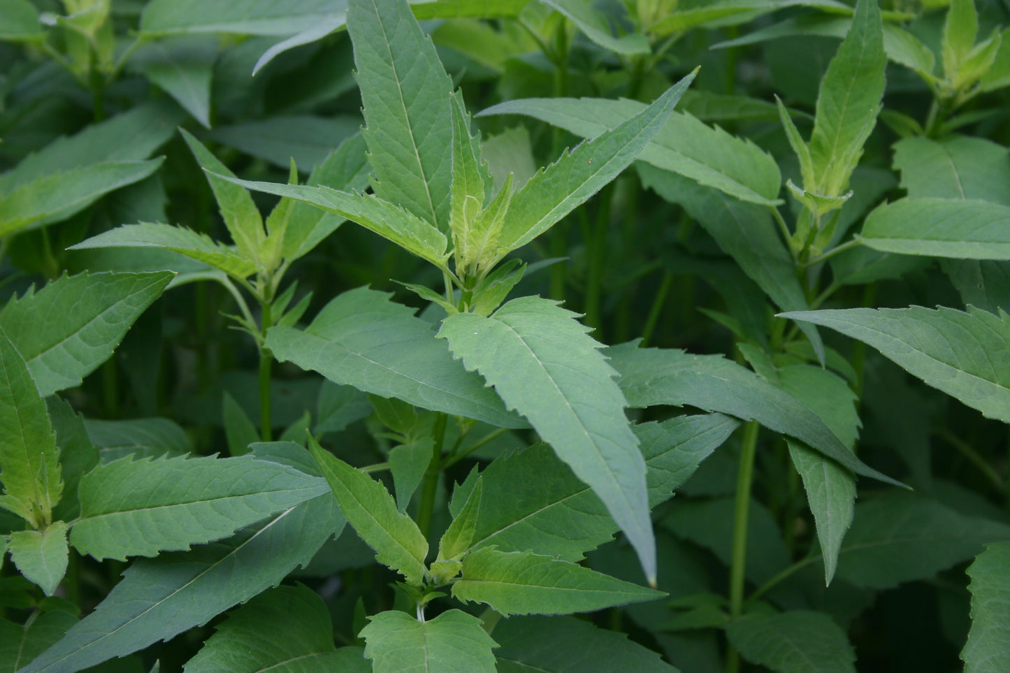 Monarda Fistulosa ‘Wild Bergamot’