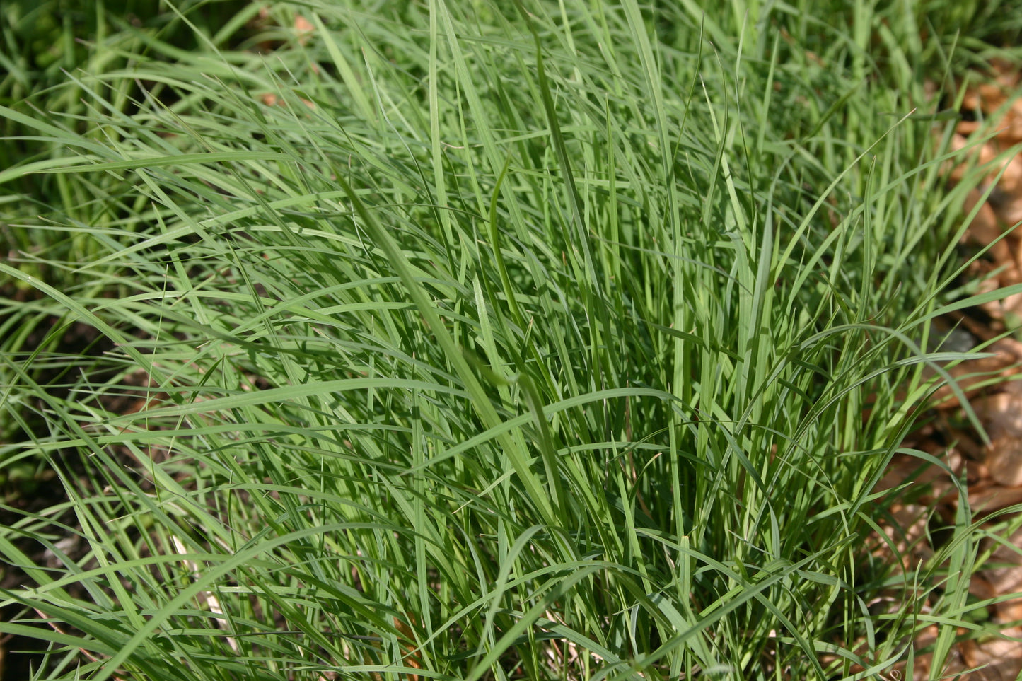 Schizachyrium scoparium 'Little Bluestem'