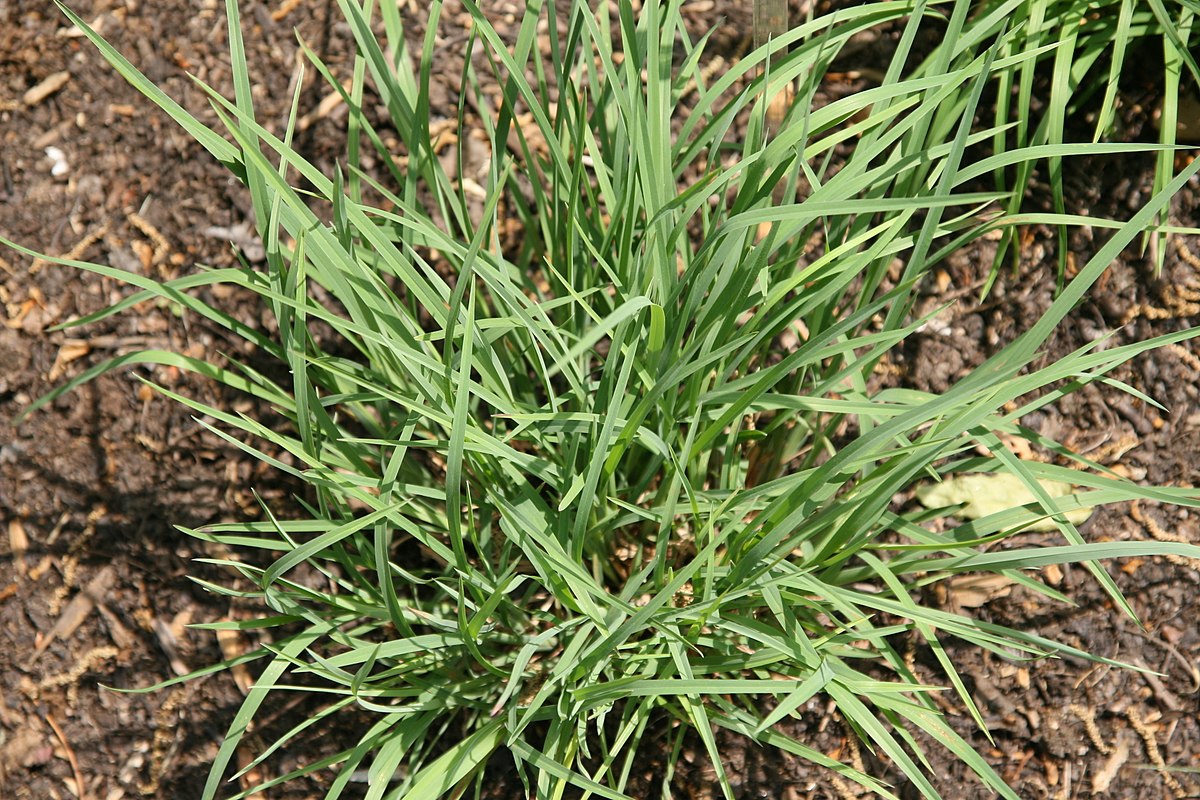 Schizachyrium scoparium 'Little Bluestem'