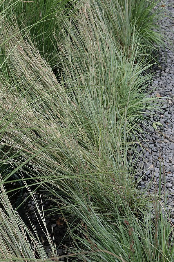 Schizachyrium scoparium 'Little Bluestem'