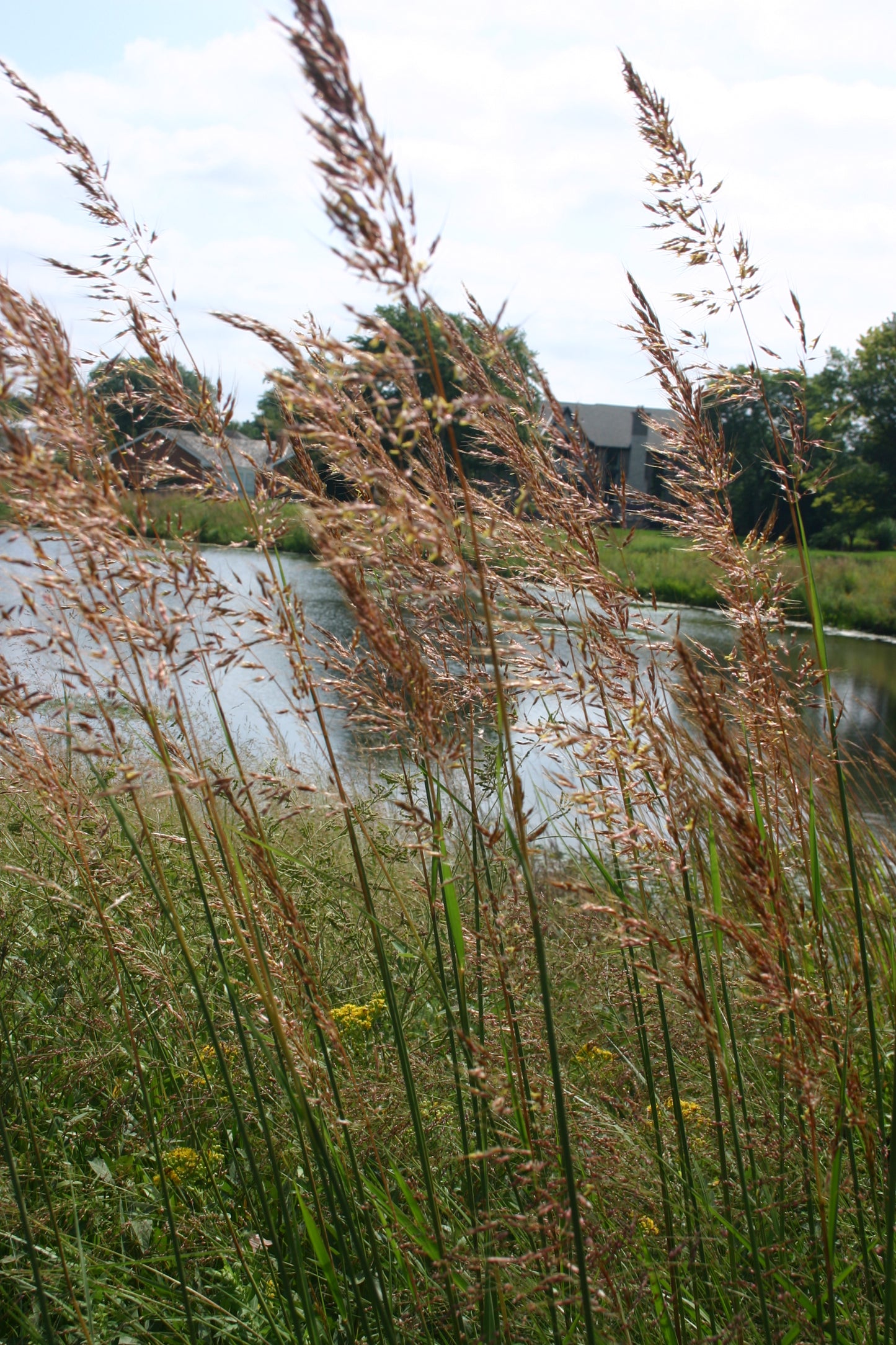Sorghastrum nutans 'Indian Grass'