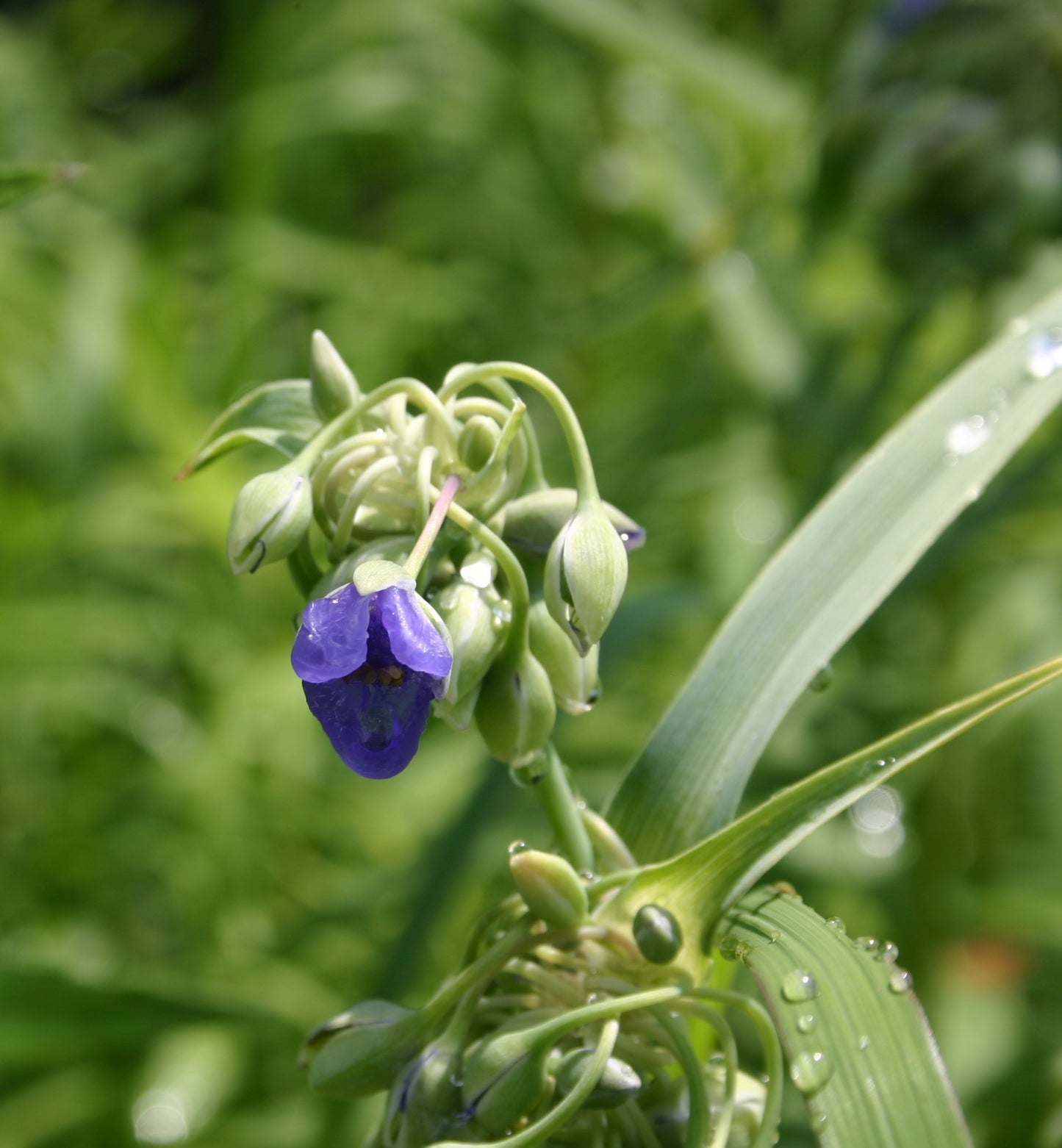 Tradescantia ohiensis 'Ohio Spiderwort'