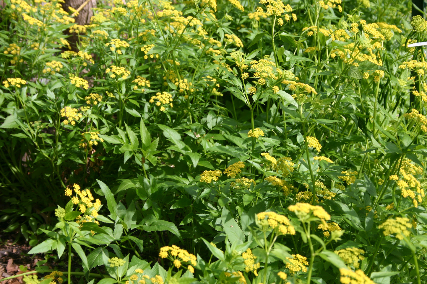 Zizia aurea 'Golden Alexanders'