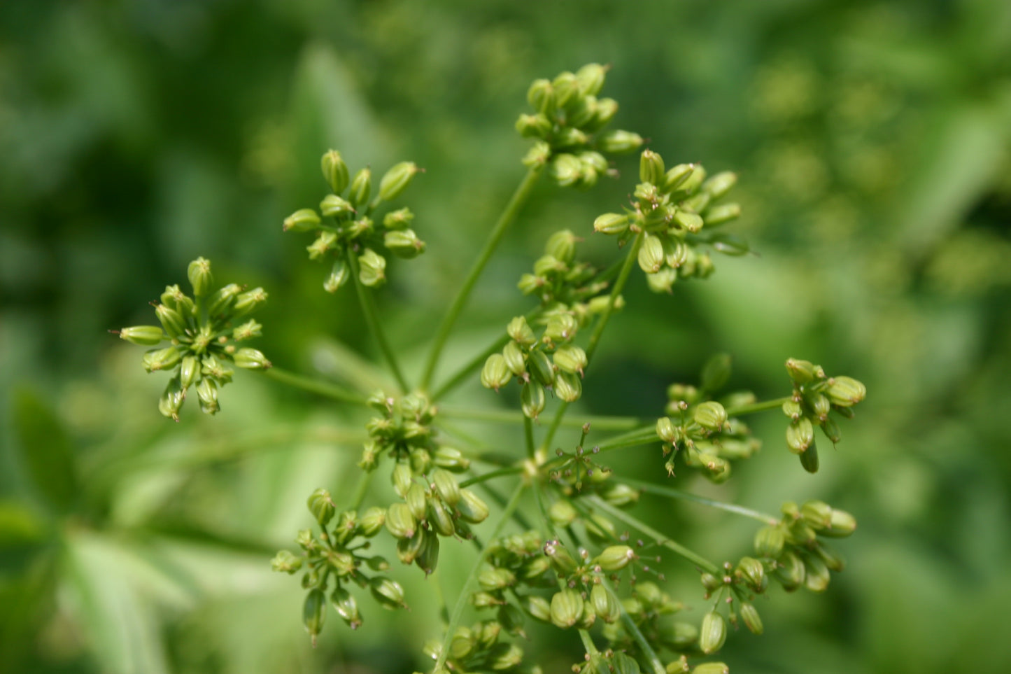 Zizia aurea 'Golden Alexanders'