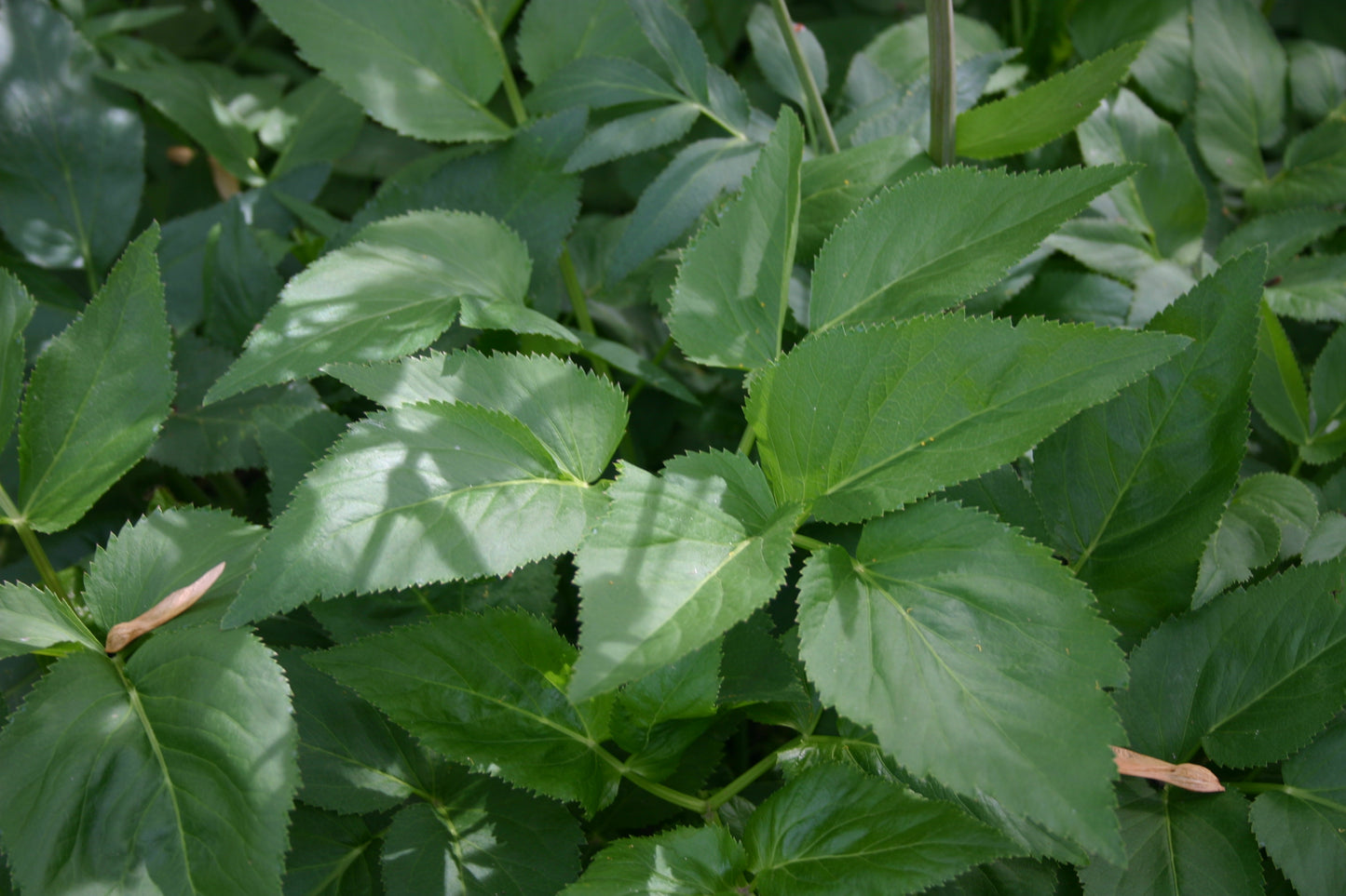 Zizia aurea 'Golden Alexanders'