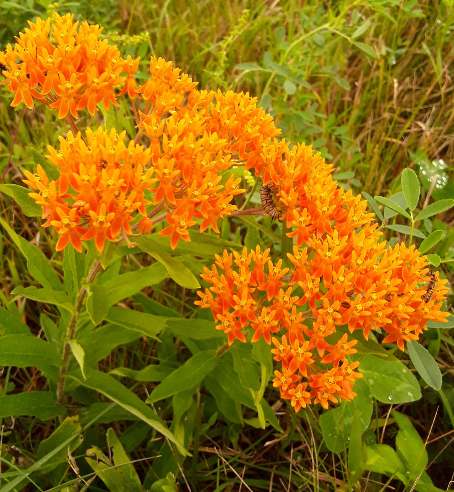 Asclepias tuberosa 'Butterfly Milkweed'