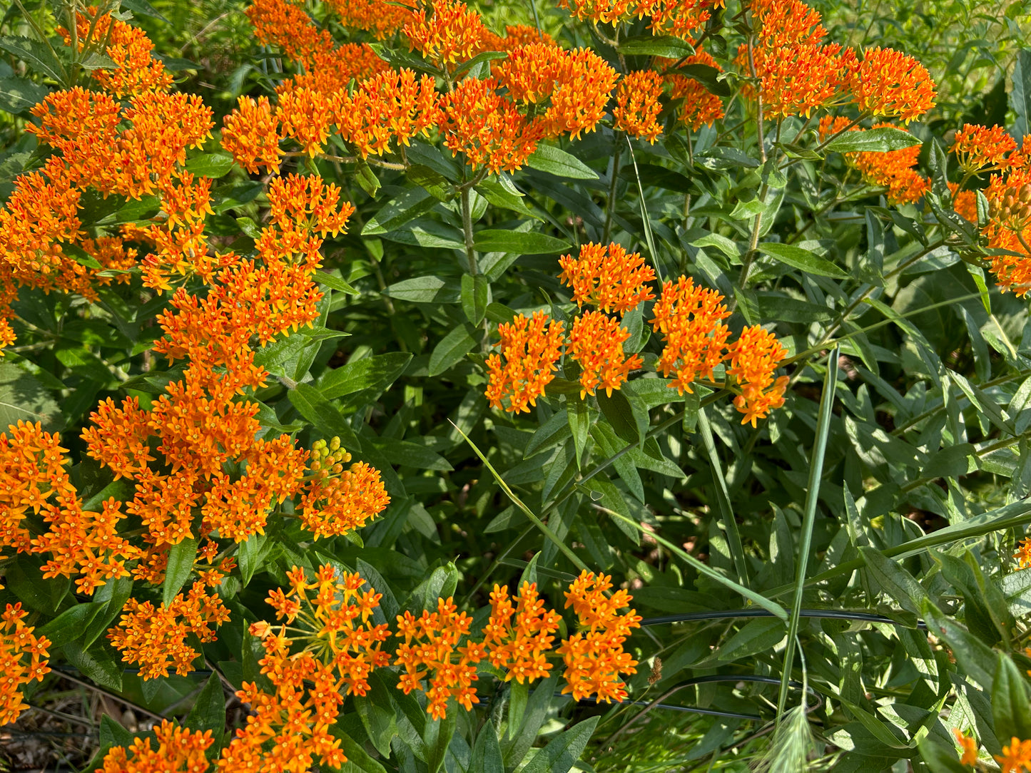 Asclepias tuberosa 'Butterfly Milkweed'