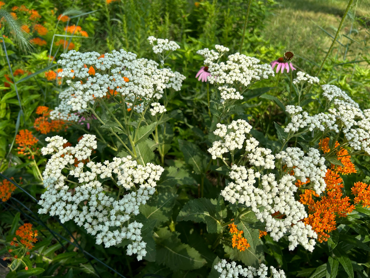 Parthenium integrifolium 'Wild Quinine'