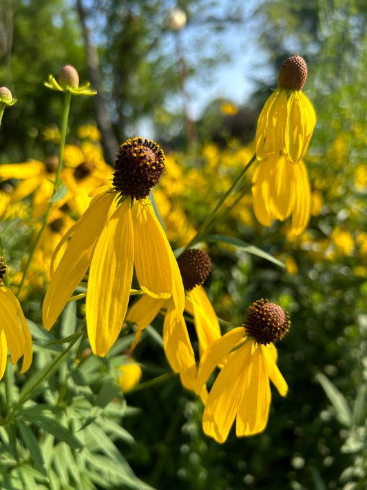 Ratibida pinnata ‘Yellow Coneflower'