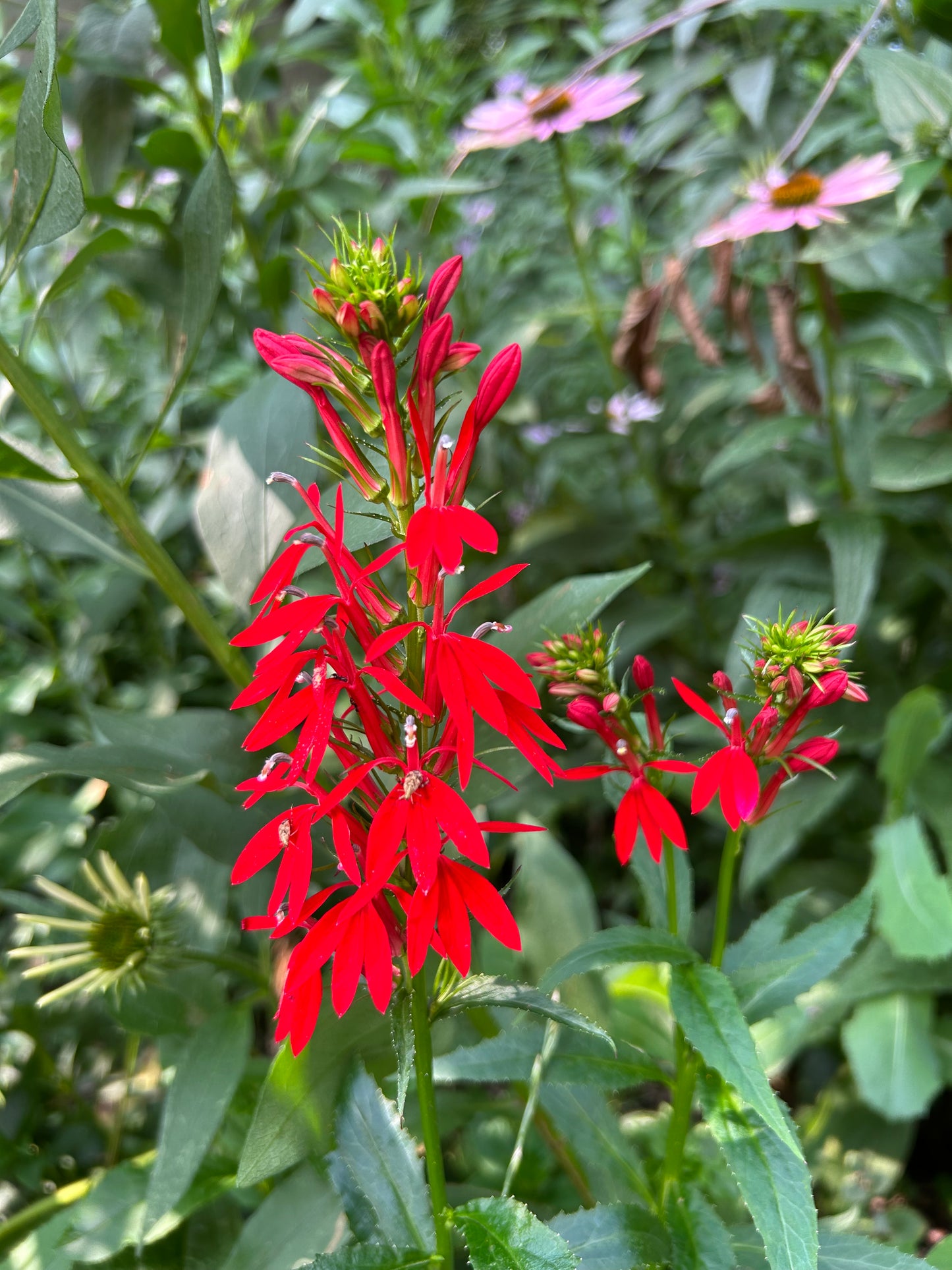 Lobelia cardinalis 'Cardinal Flower'