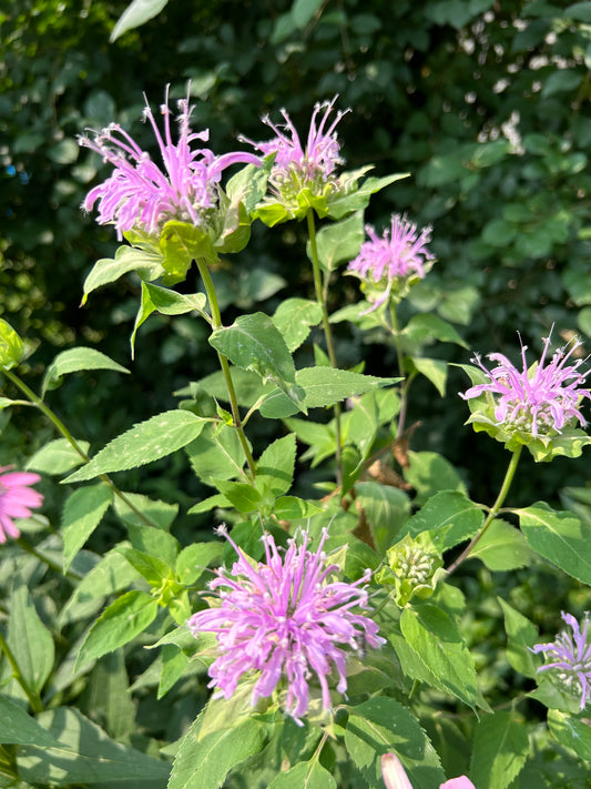 Monarda Fistulosa ‘Wild Bergamot’