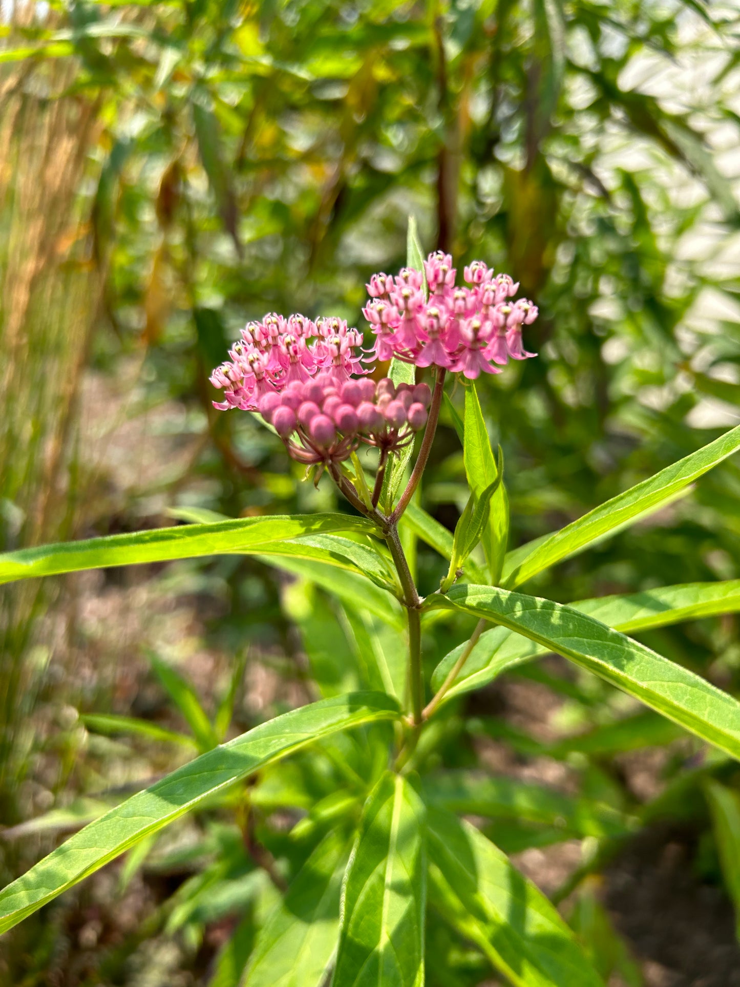 Asclepias incarnata 'Swamp Milkweed'