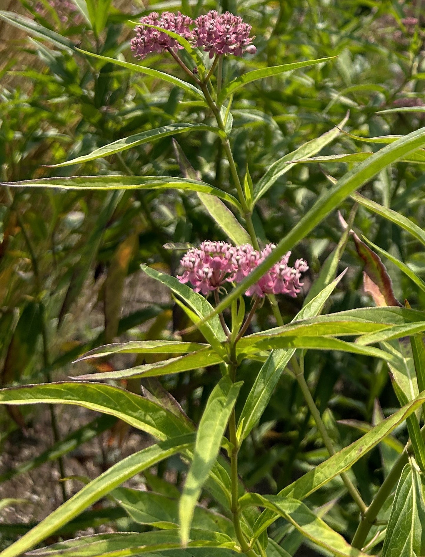 Asclepias incarnata 'Swamp Milkweed'