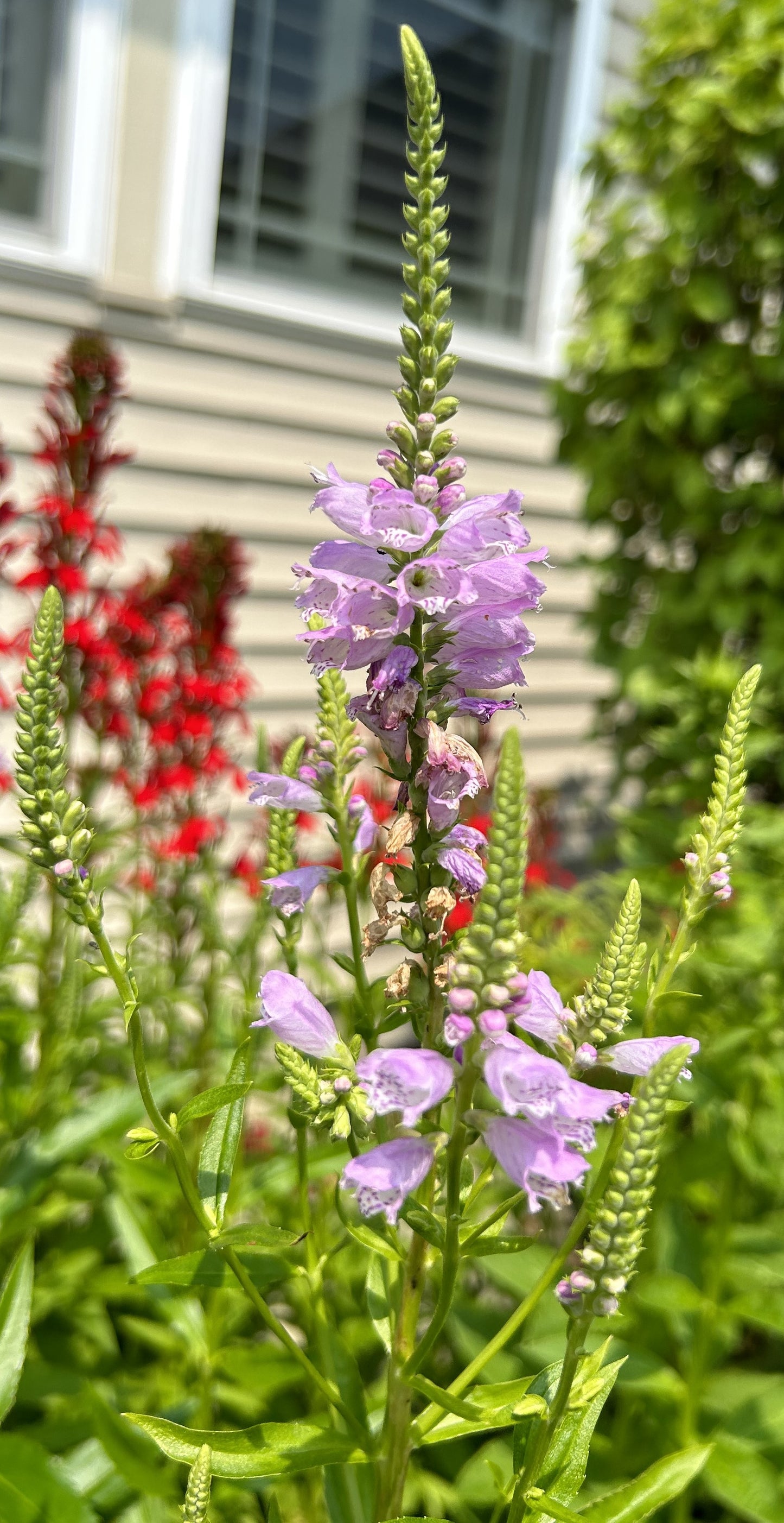 Physostegia virginiana 'Obedient Plant'