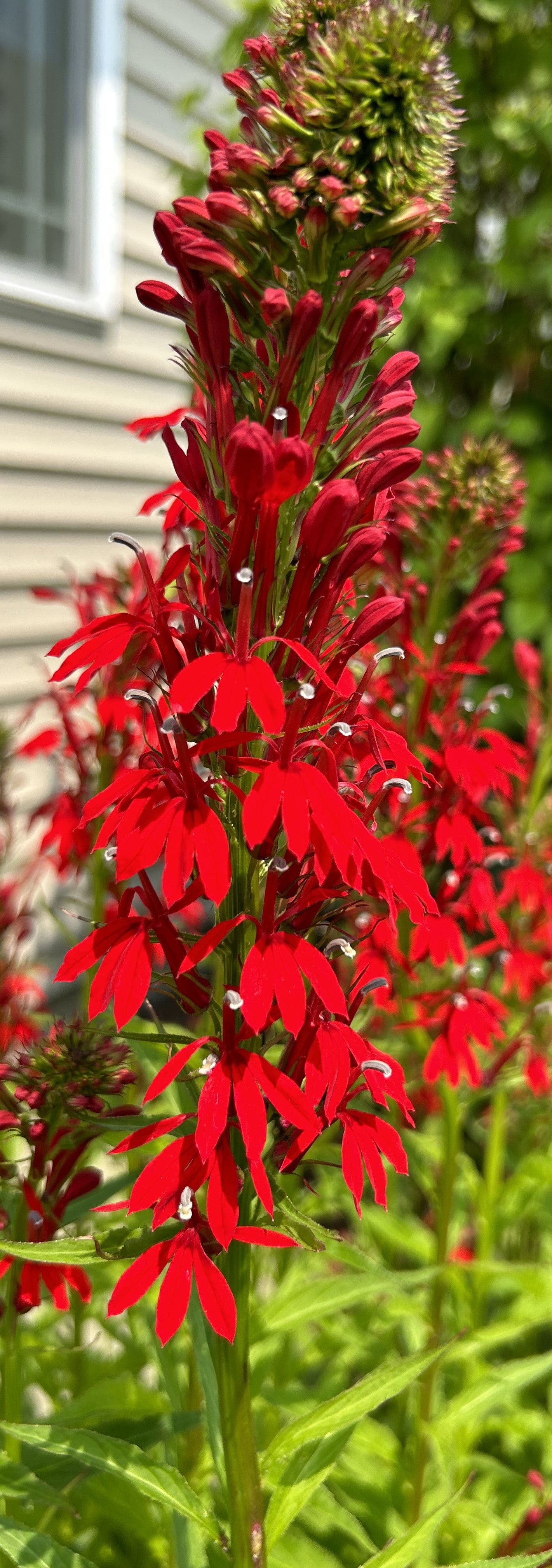 Lobelia cardinalis 'Cardinal Flower'