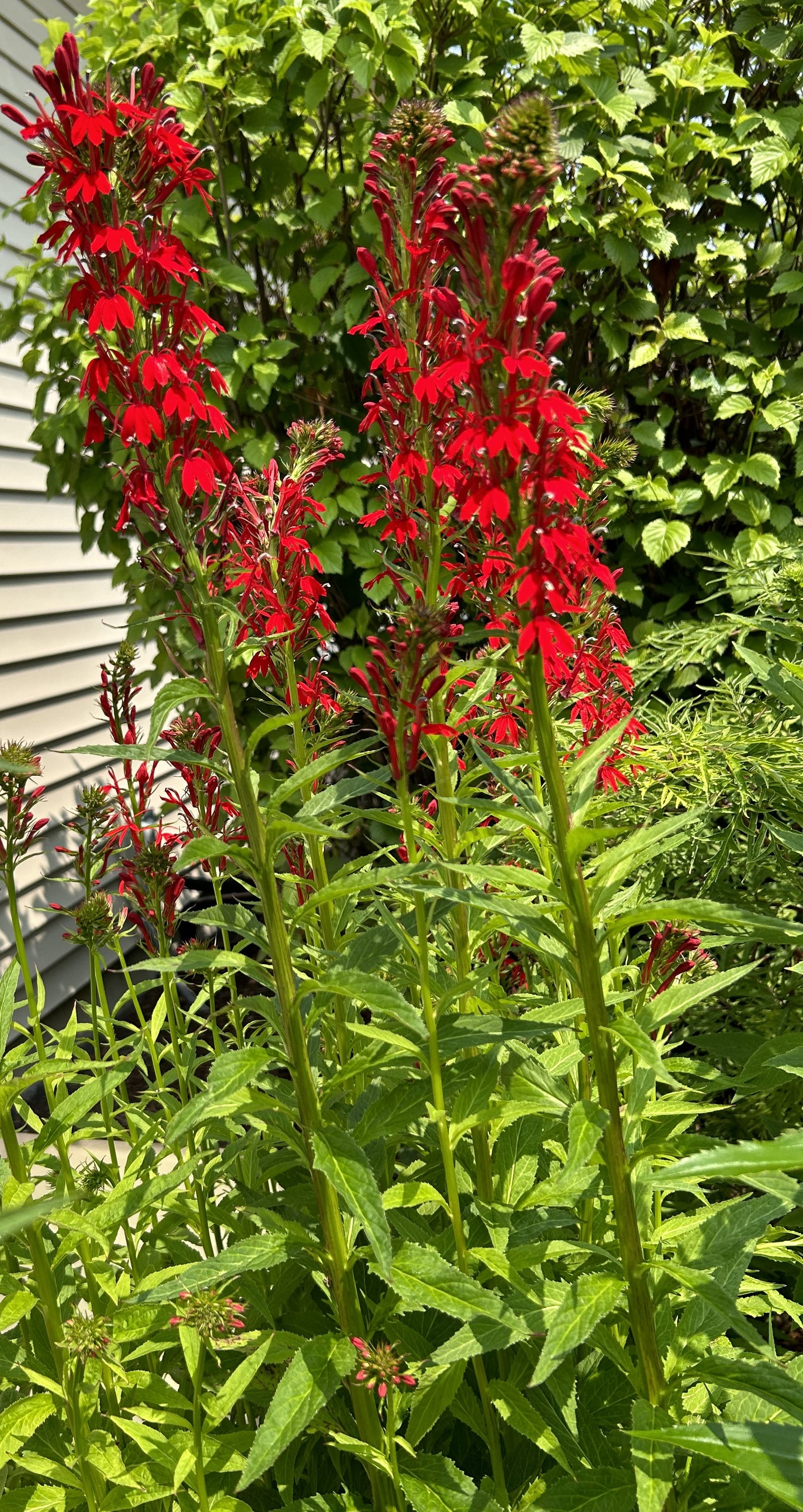 Lobelia cardinalis 'Cardinal Flower'