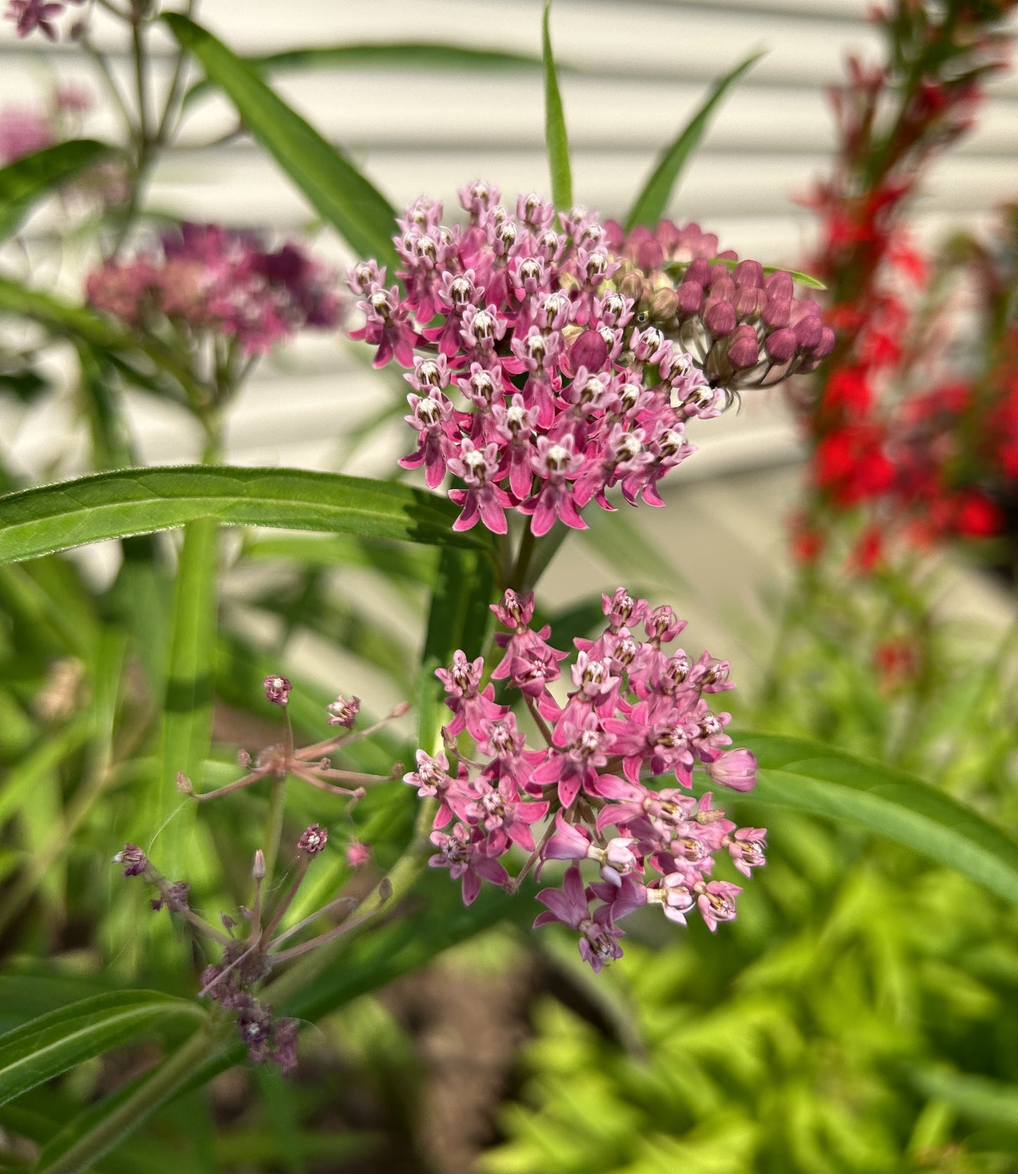 Asclepias incarnata 'Swamp Milkweed'