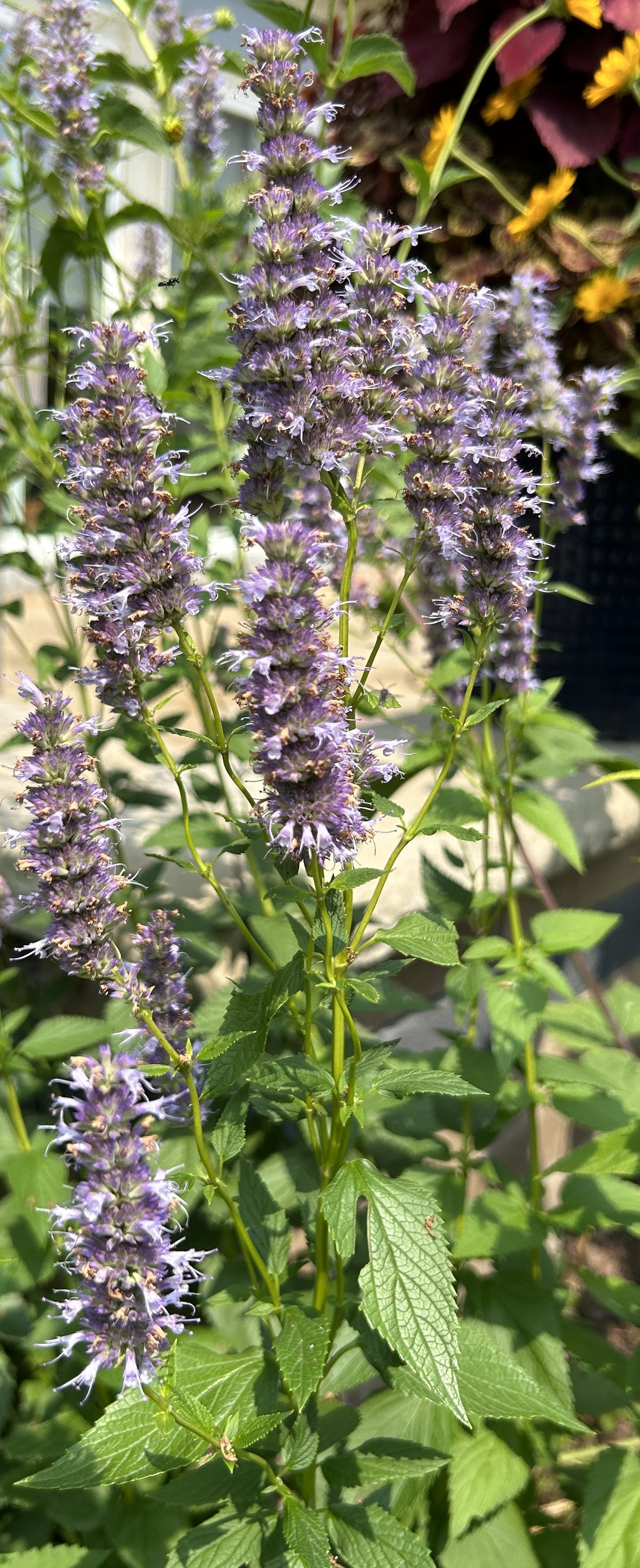 Agastache foeniculum 'Anise Hyssop'