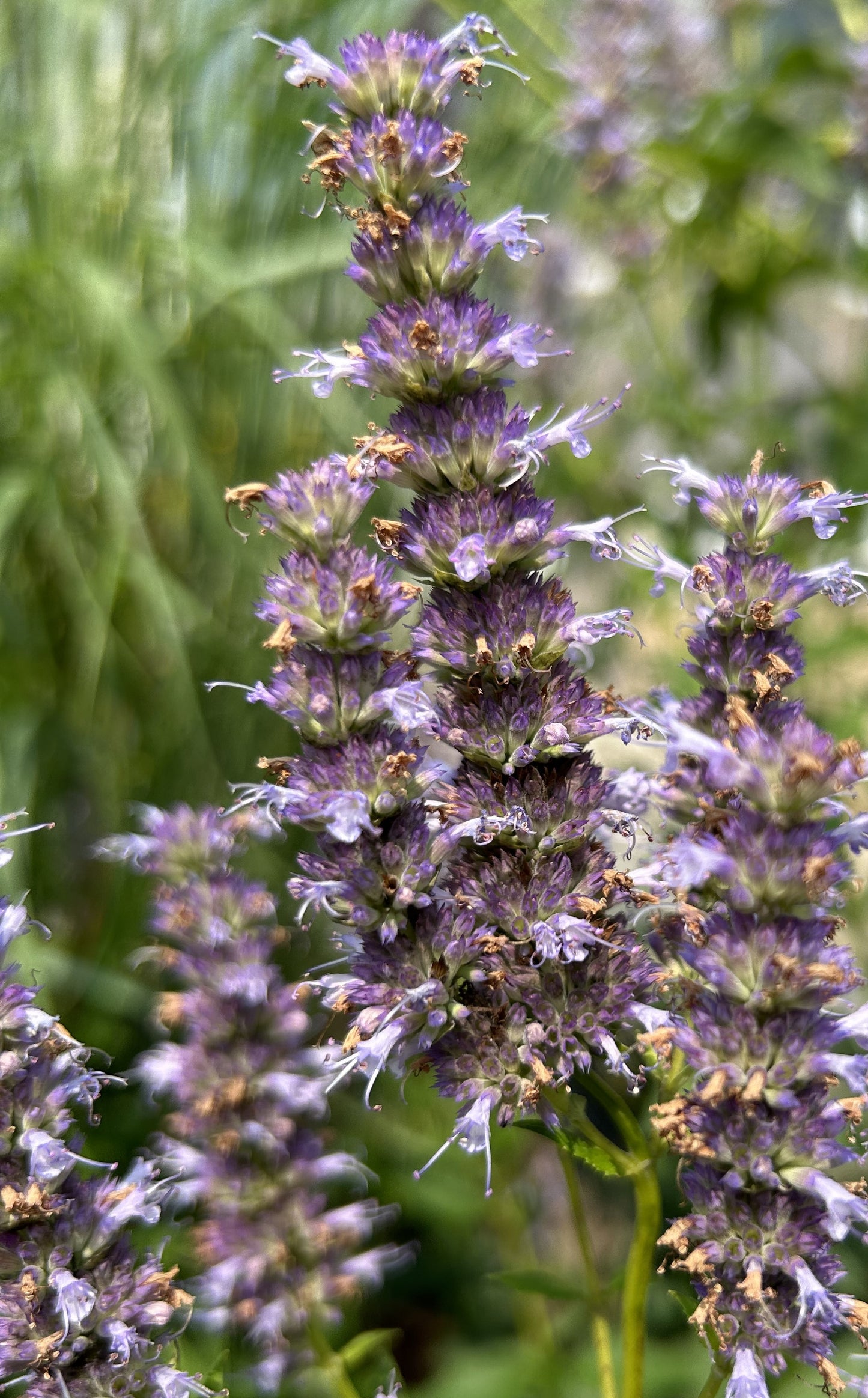 Agastache foeniculum 'Anise Hyssop'