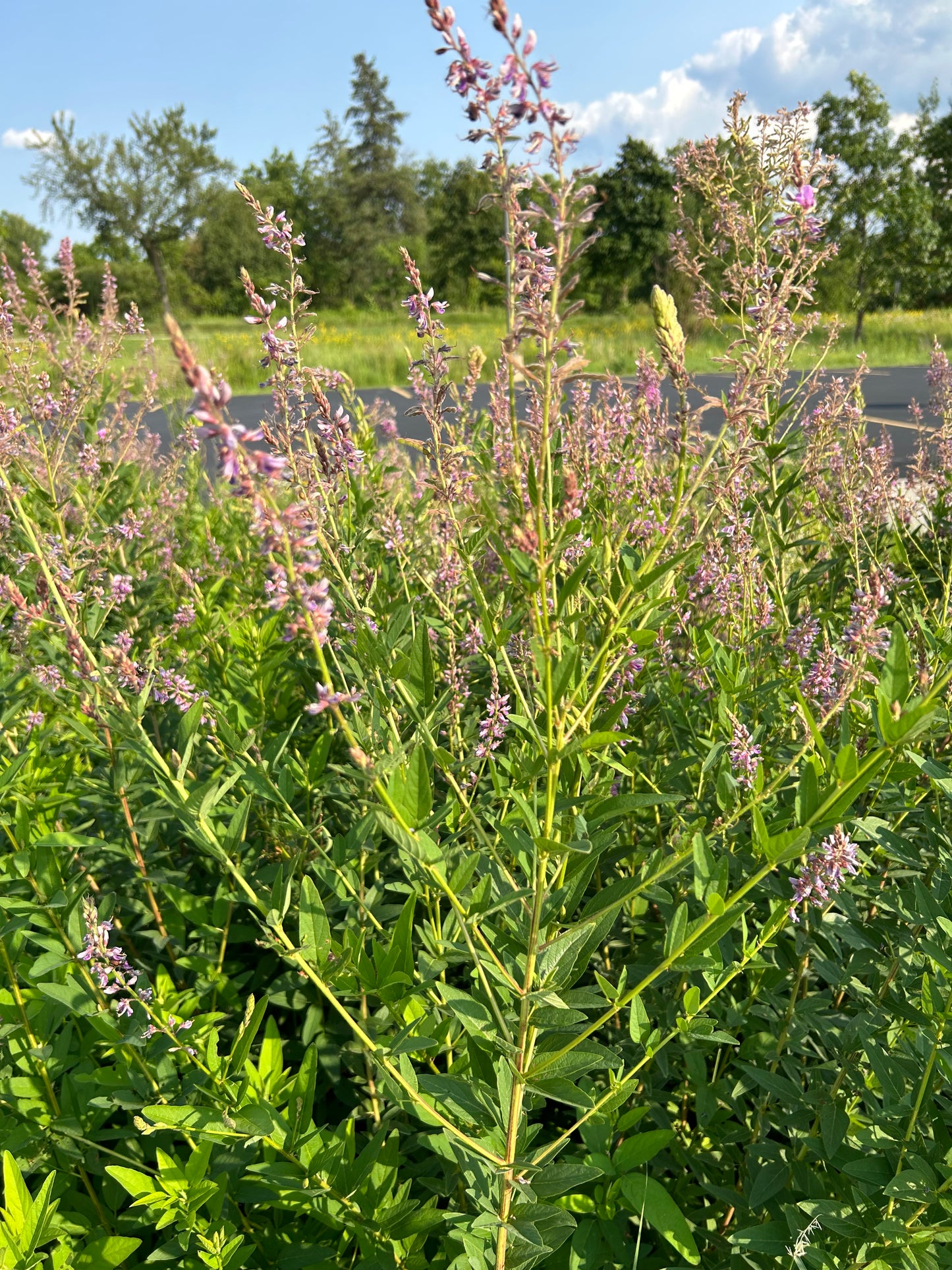 Desmodium canadense 'Showy Tick Trefoil'