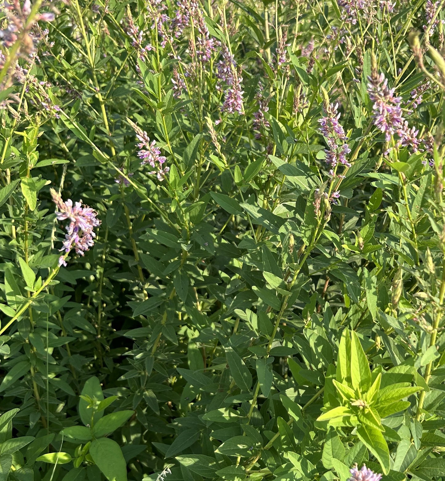 Desmodium canadense 'Showy Tick Trefoil'