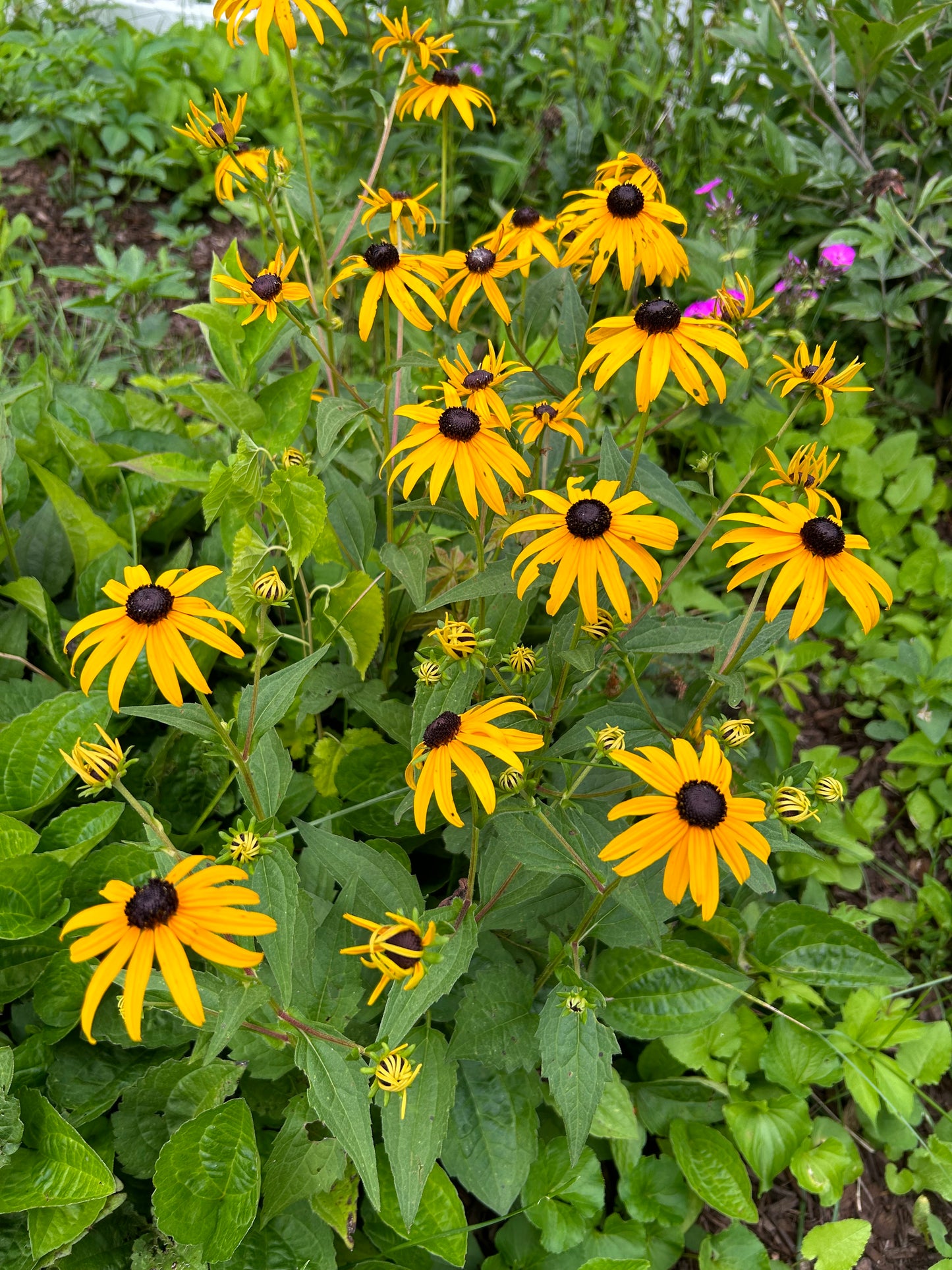 Rudbeckia subtomentosa ‘Sweet black-eyed susan’