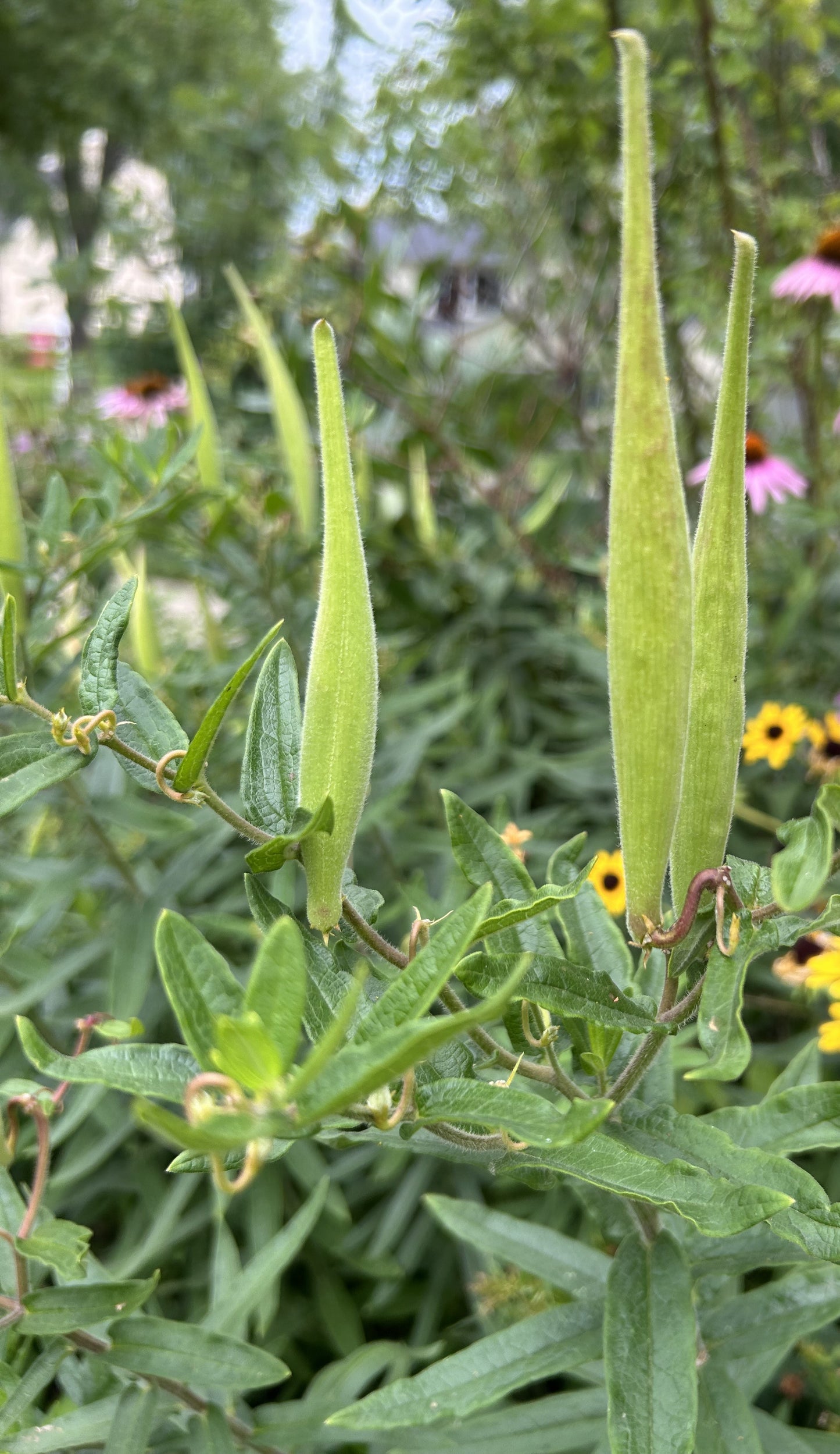 Asclepias tuberosa 'Butterfly Milkweed'