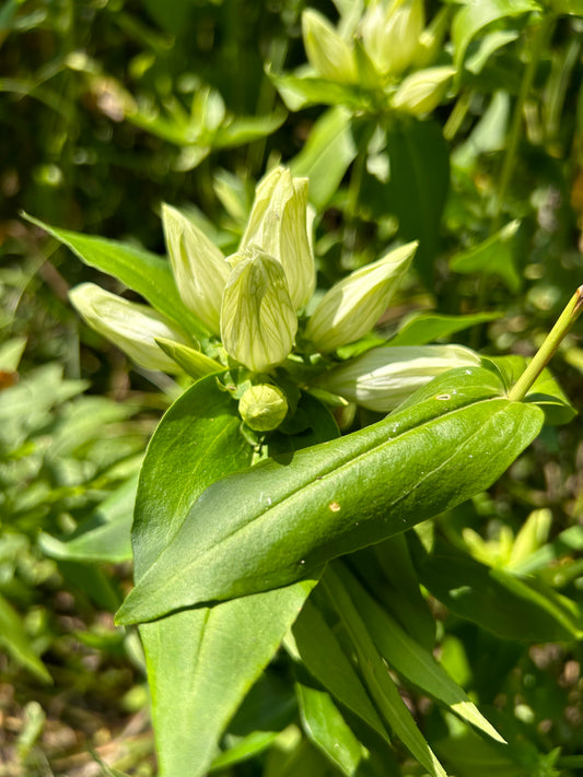 Gentiana flavida 'Cream Gentian'