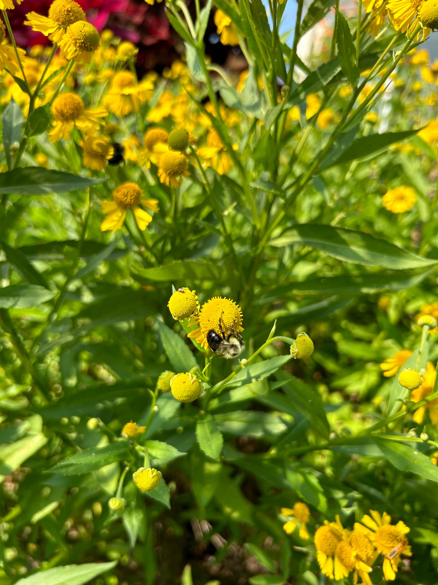 Helenium autumnale 'Sneezeweed'