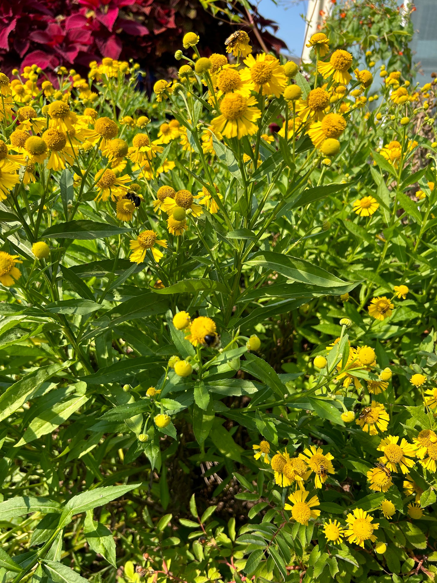 Helenium autumnale 'Sneezeweed'