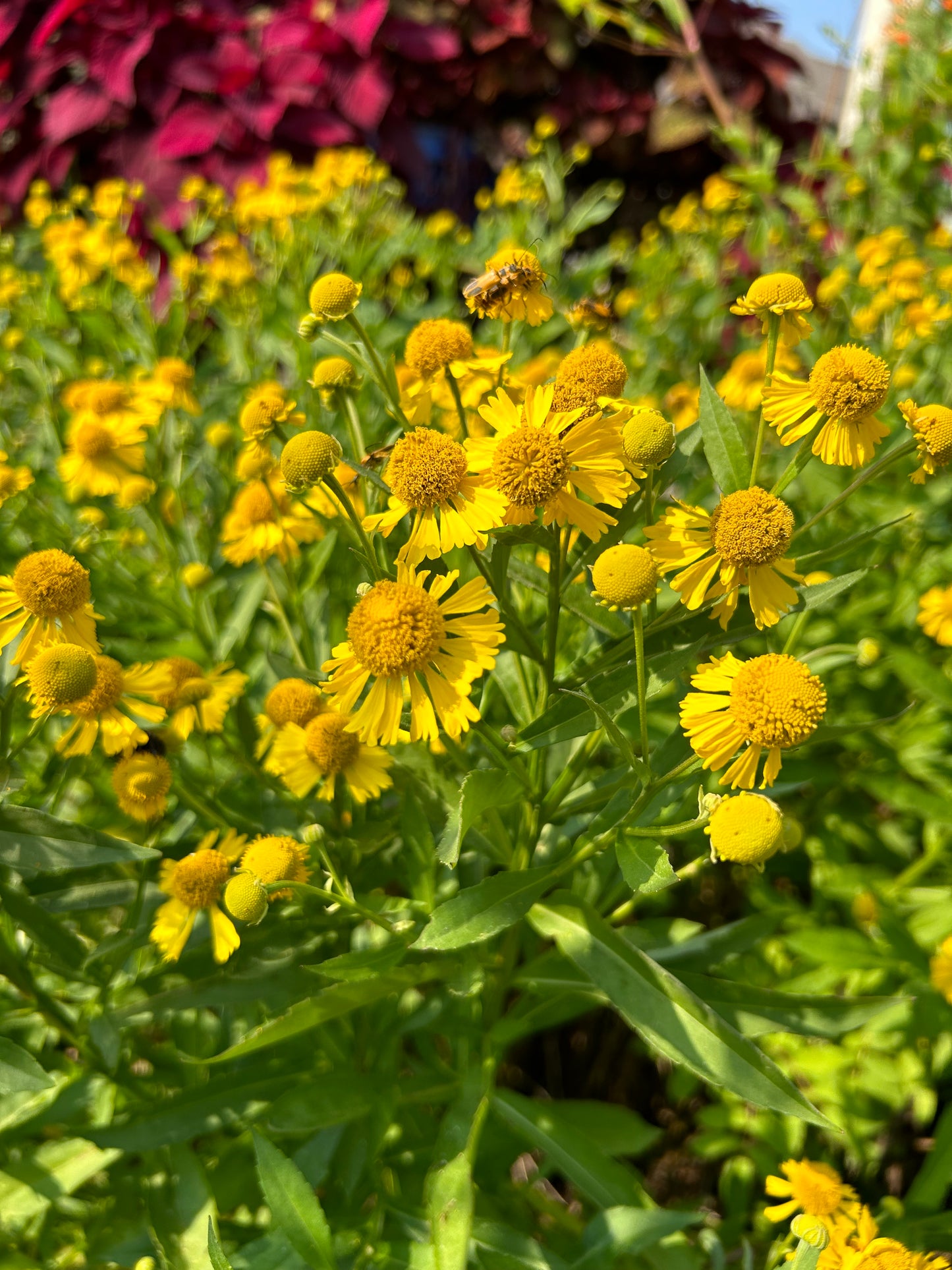 Helenium autumnale 'Sneezeweed'