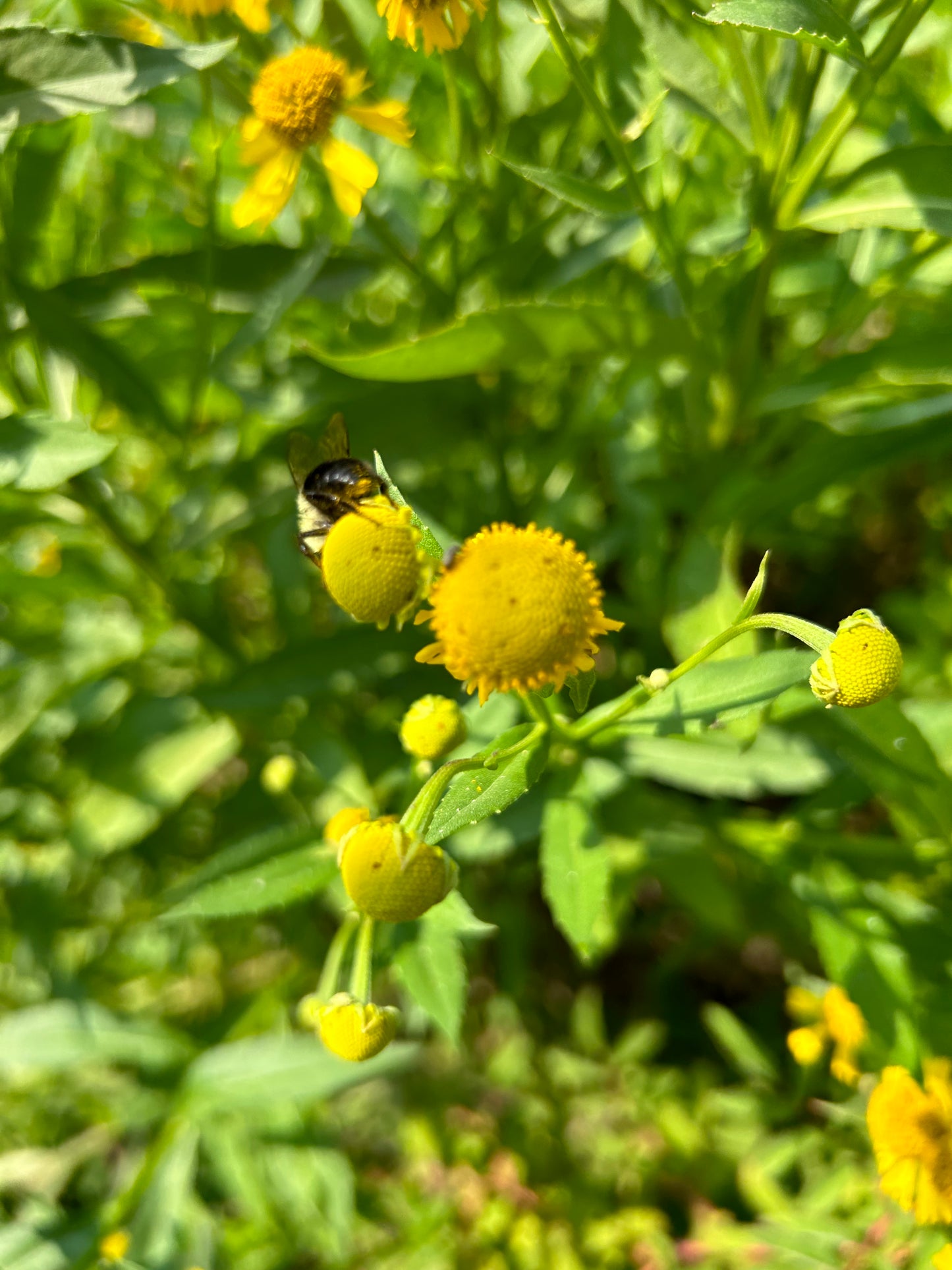 Helenium autumnale 'Sneezeweed'